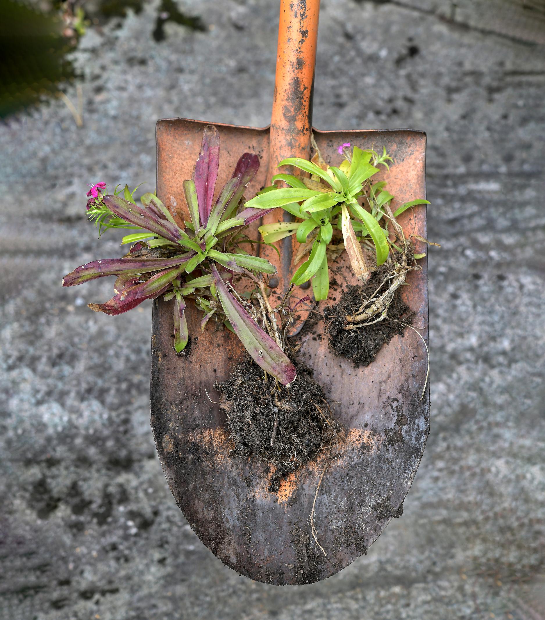 Kaksivuotiset kasvit: harjaneilikan tyviversot.