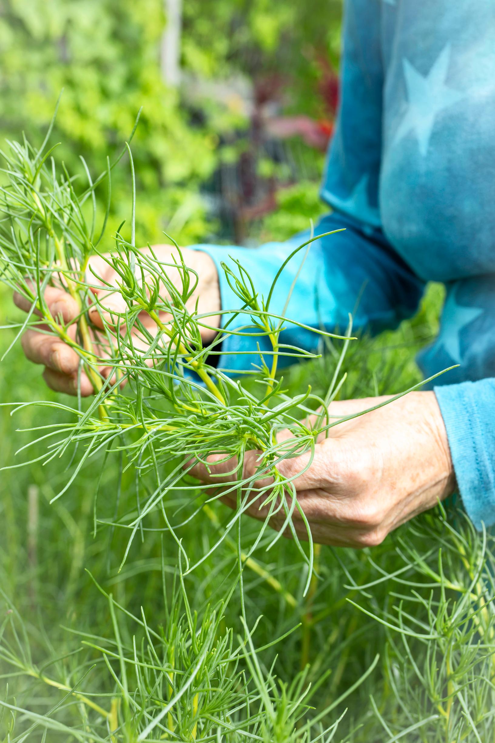 Agretti Salsola soda