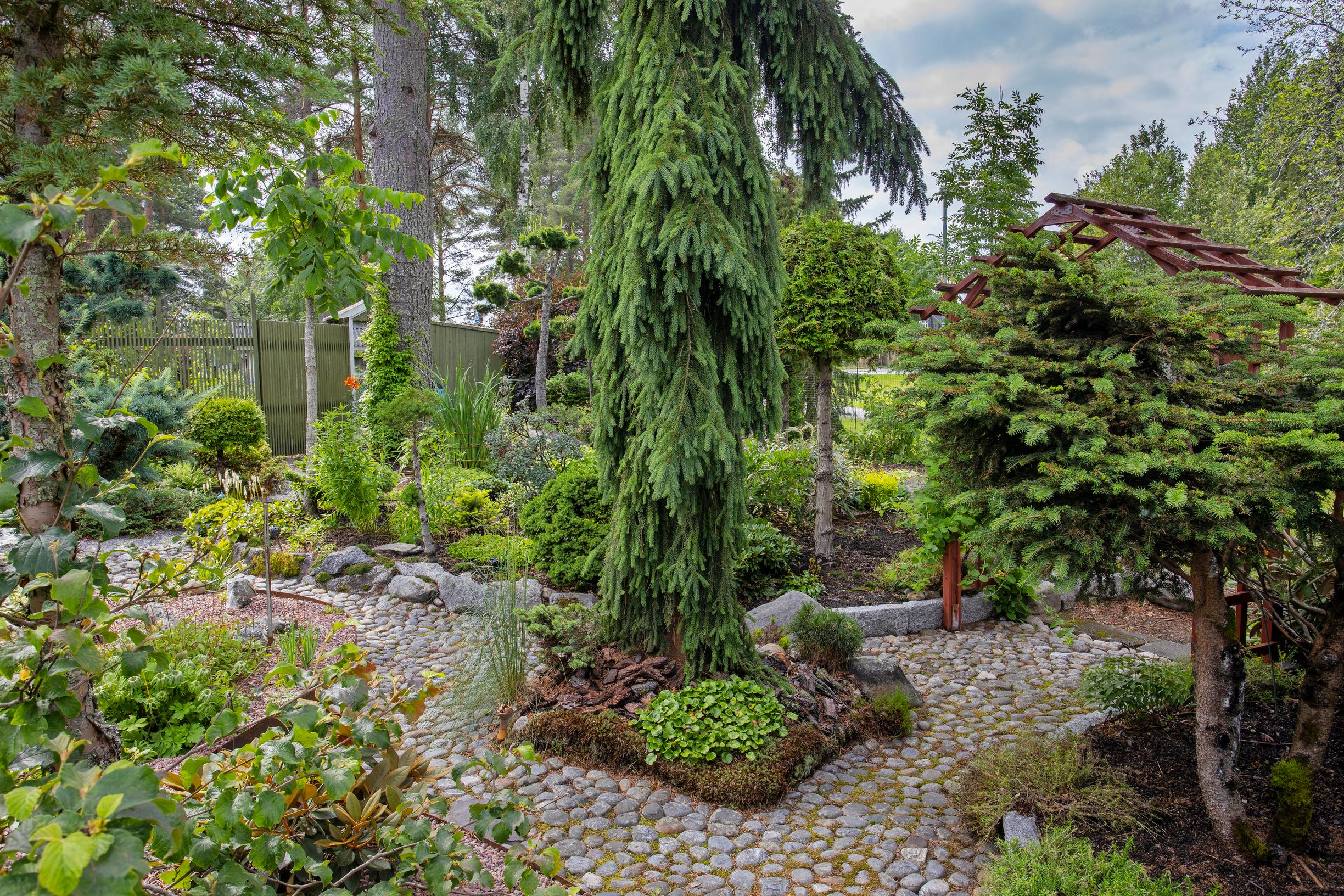 Surukuusen ’Hajekin’ alla kasvaa ainavihanta Shortia uniflora.