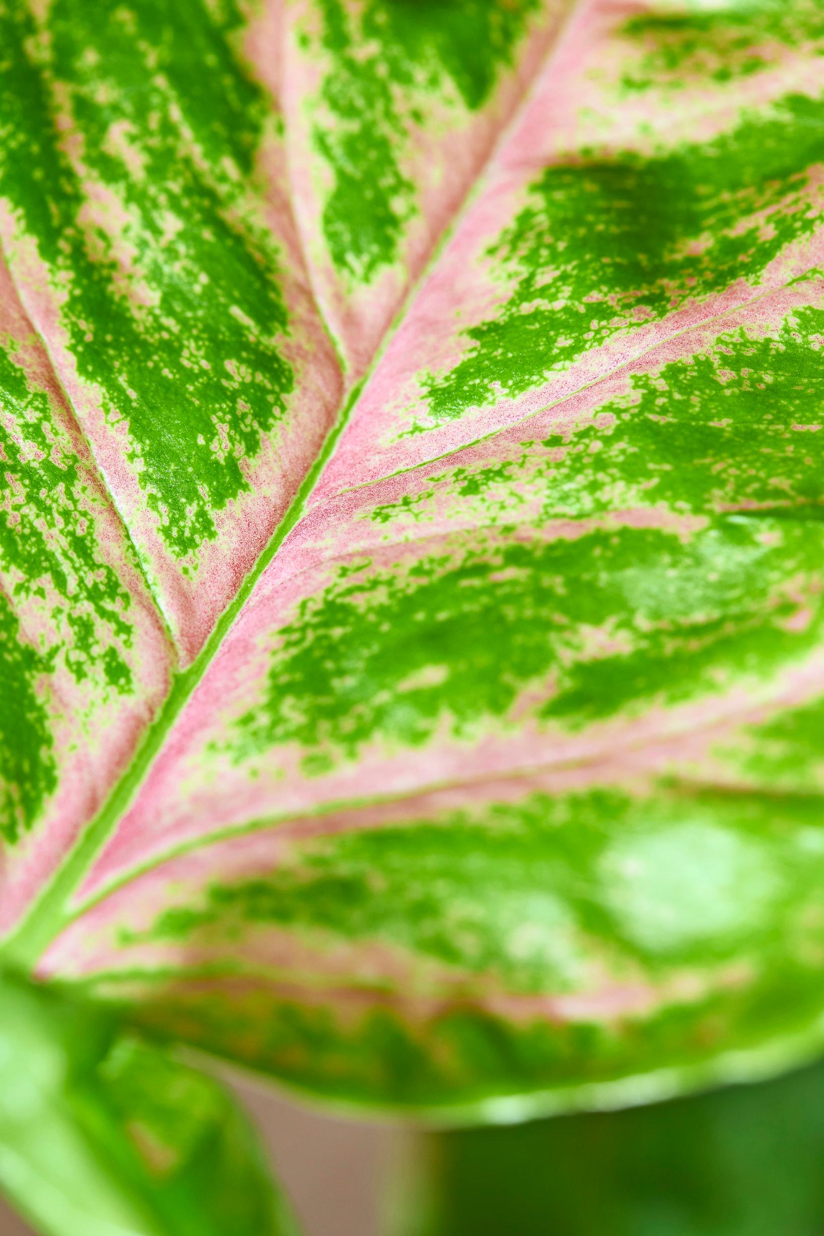 Muulinkultakorva ’Orm Nak’