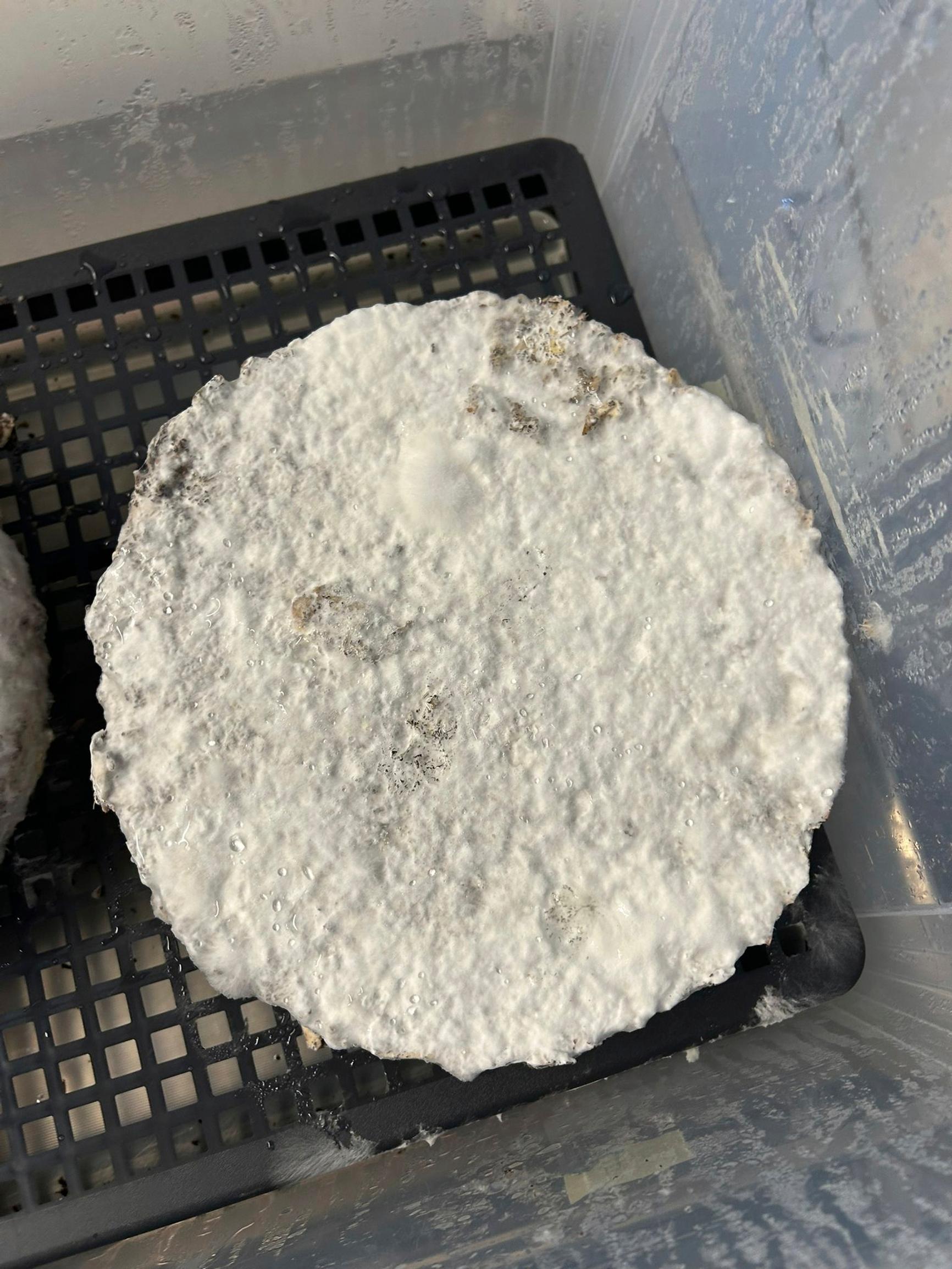 sienet rakennusmateriaaleina