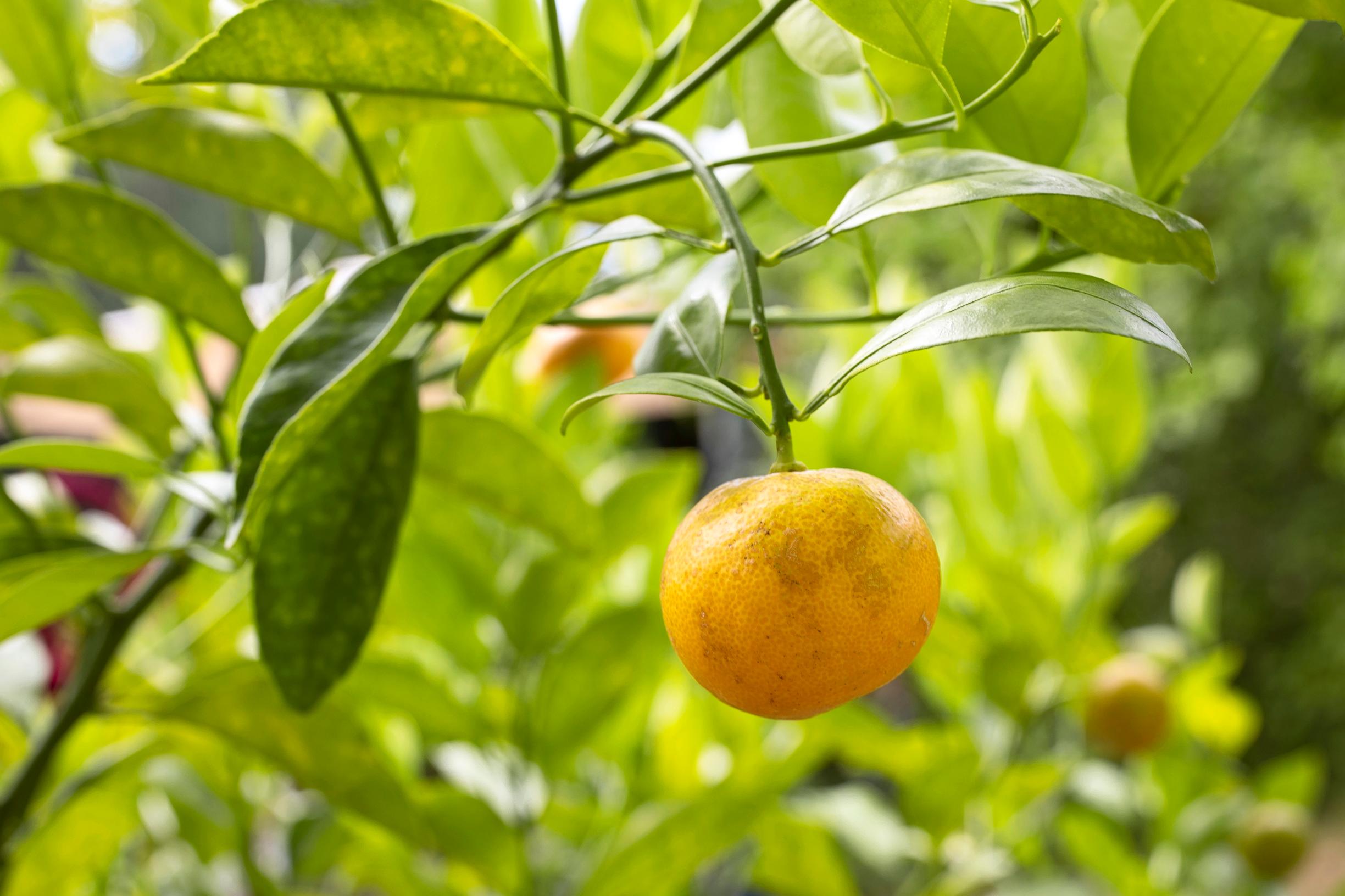 Kumkvatti eli kalamondiini.