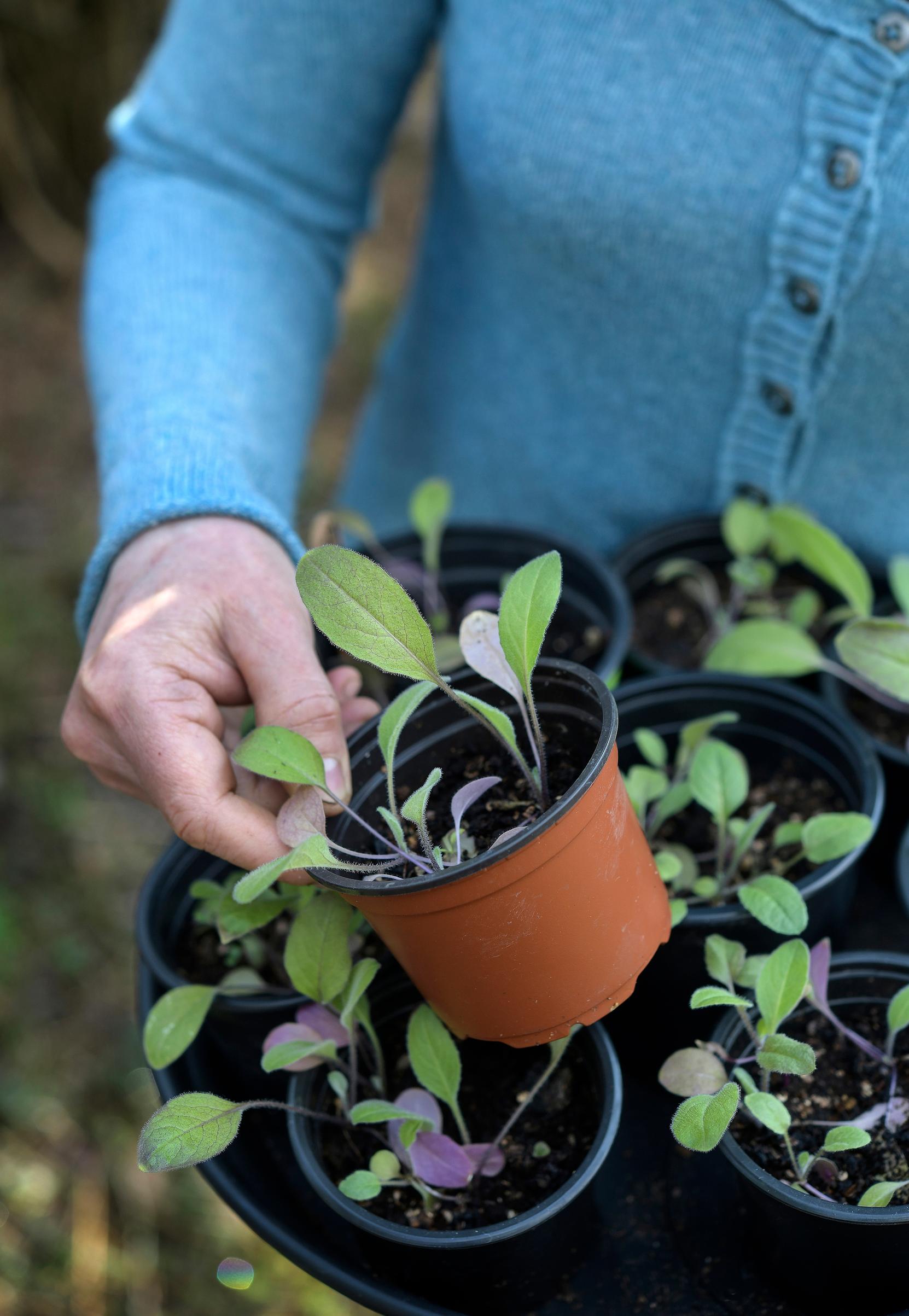 Kaksivuotiset kasvit: tarhaillakon taimet.
