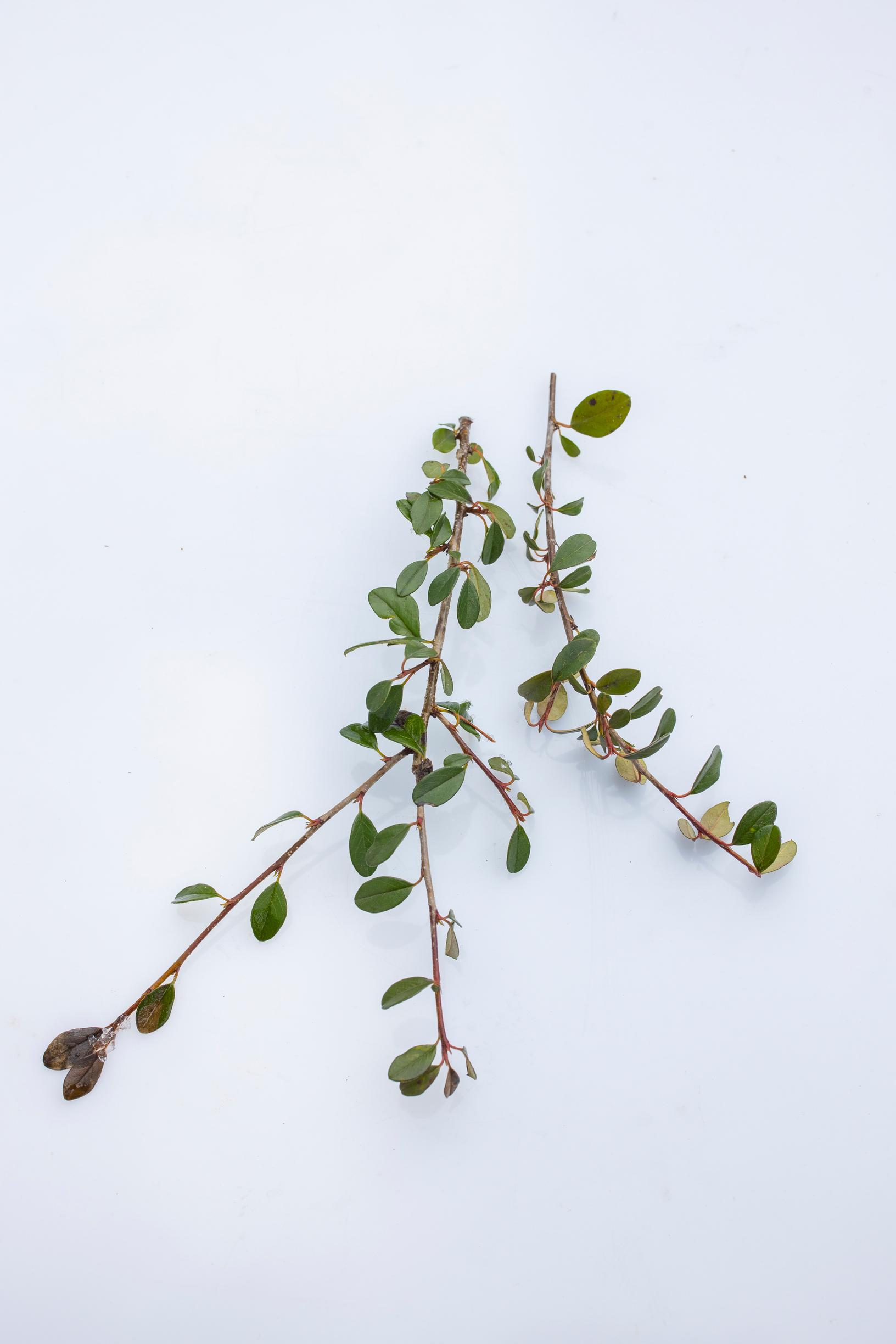 ikivihreiden kasvien suojaus