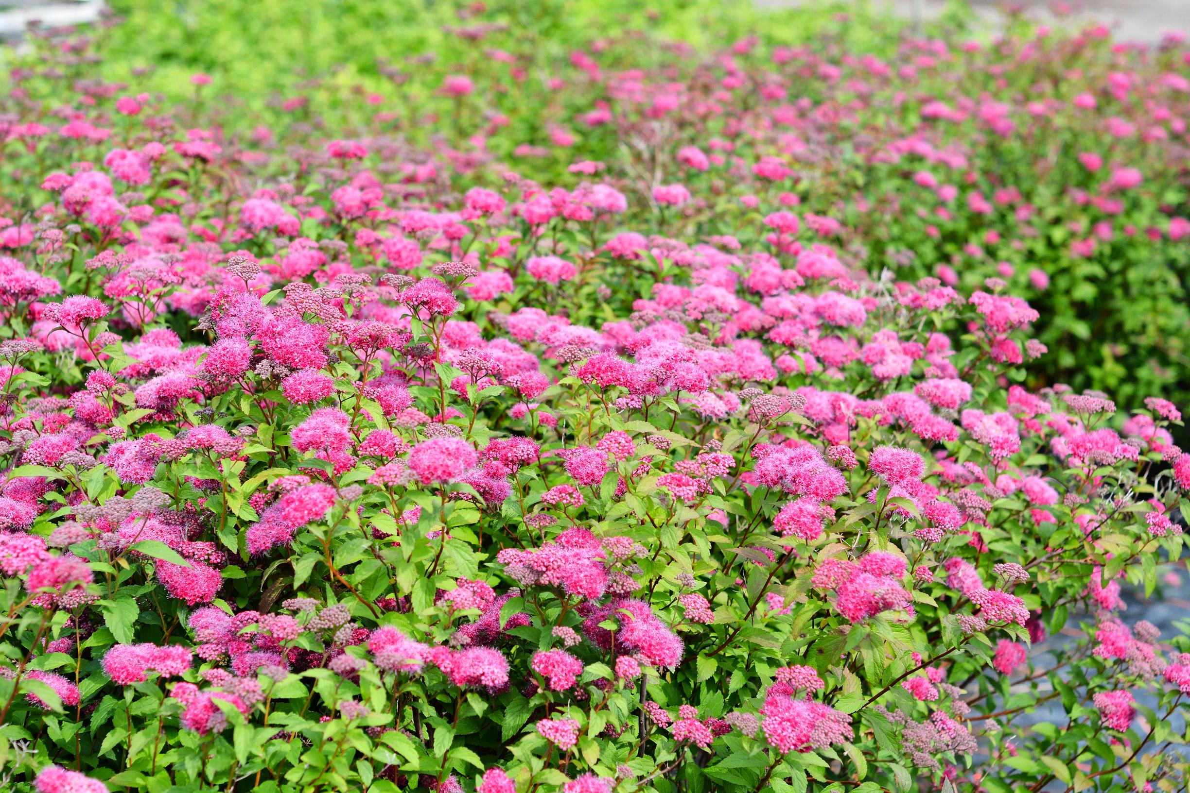 Ruusuangervo Superstar