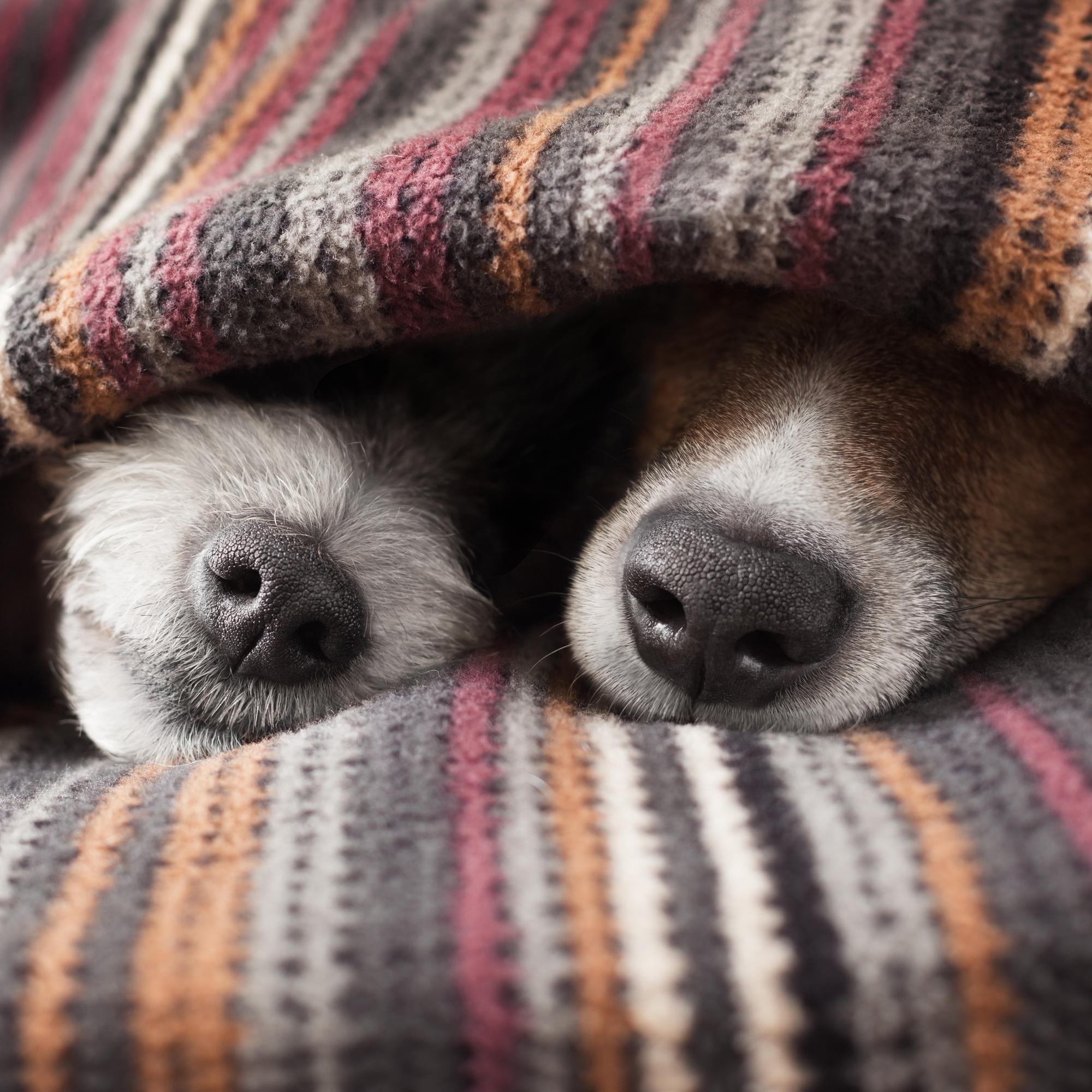 Homevaurio kotona – pitääkö kaikki tavarat hävittää?