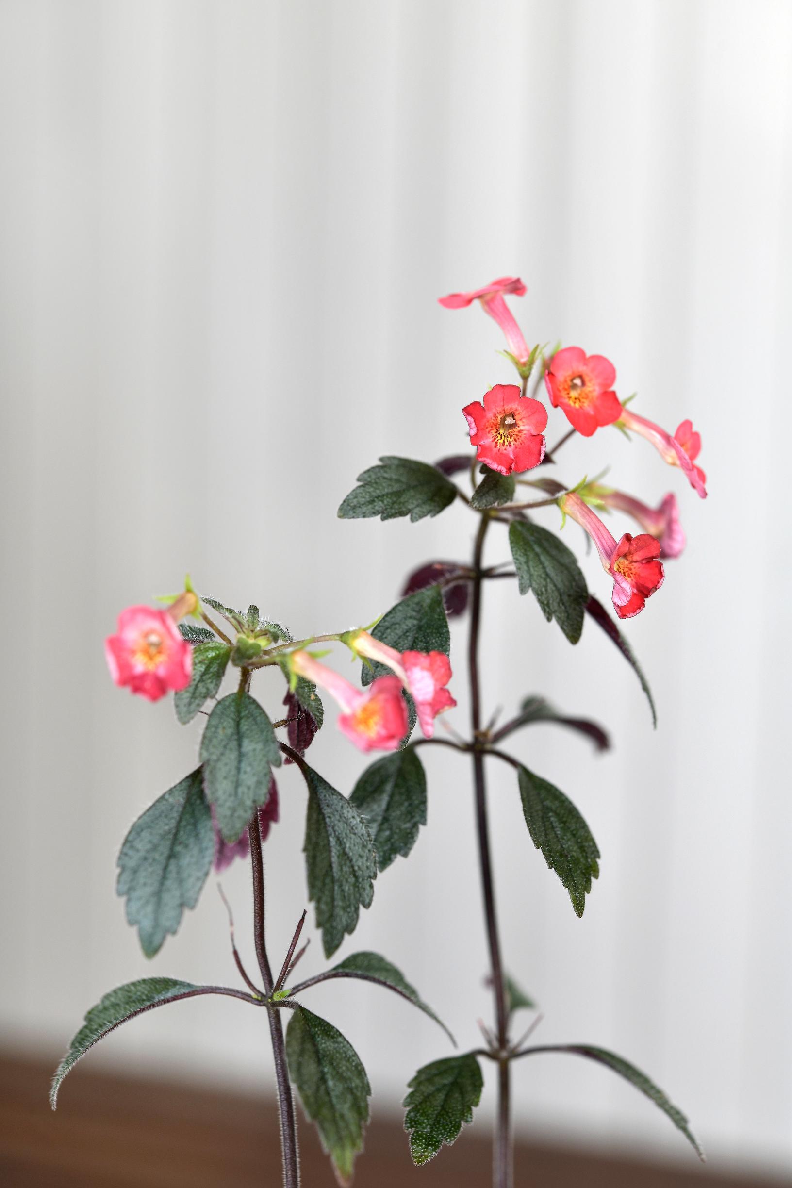 Punahilkka, Achimenes erecta