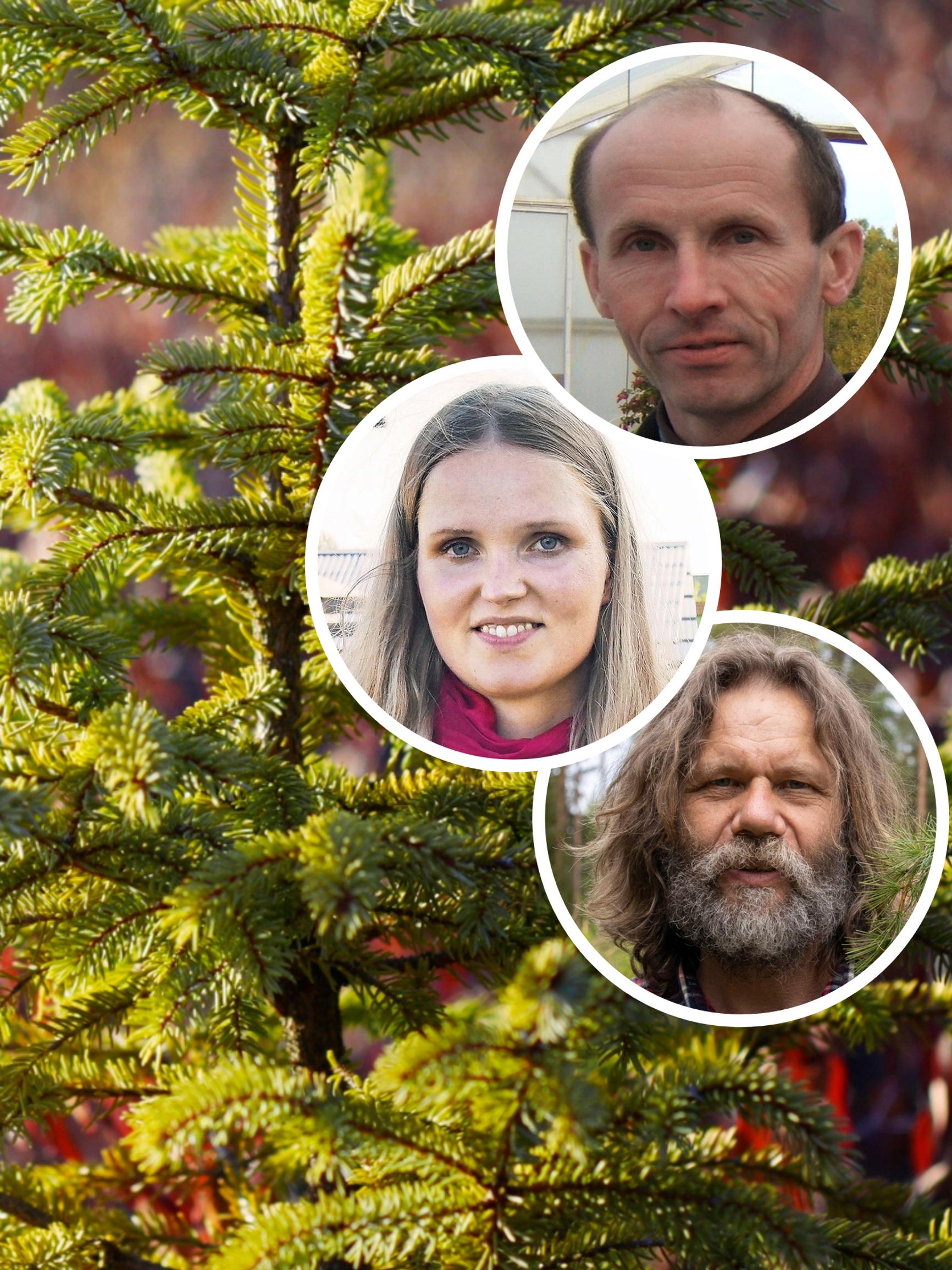 Taimistot valitsivat havusuosikkinsa tuijan tilalle – ”Terve kuin mikä, eikä sitä saa suojata talvella” 