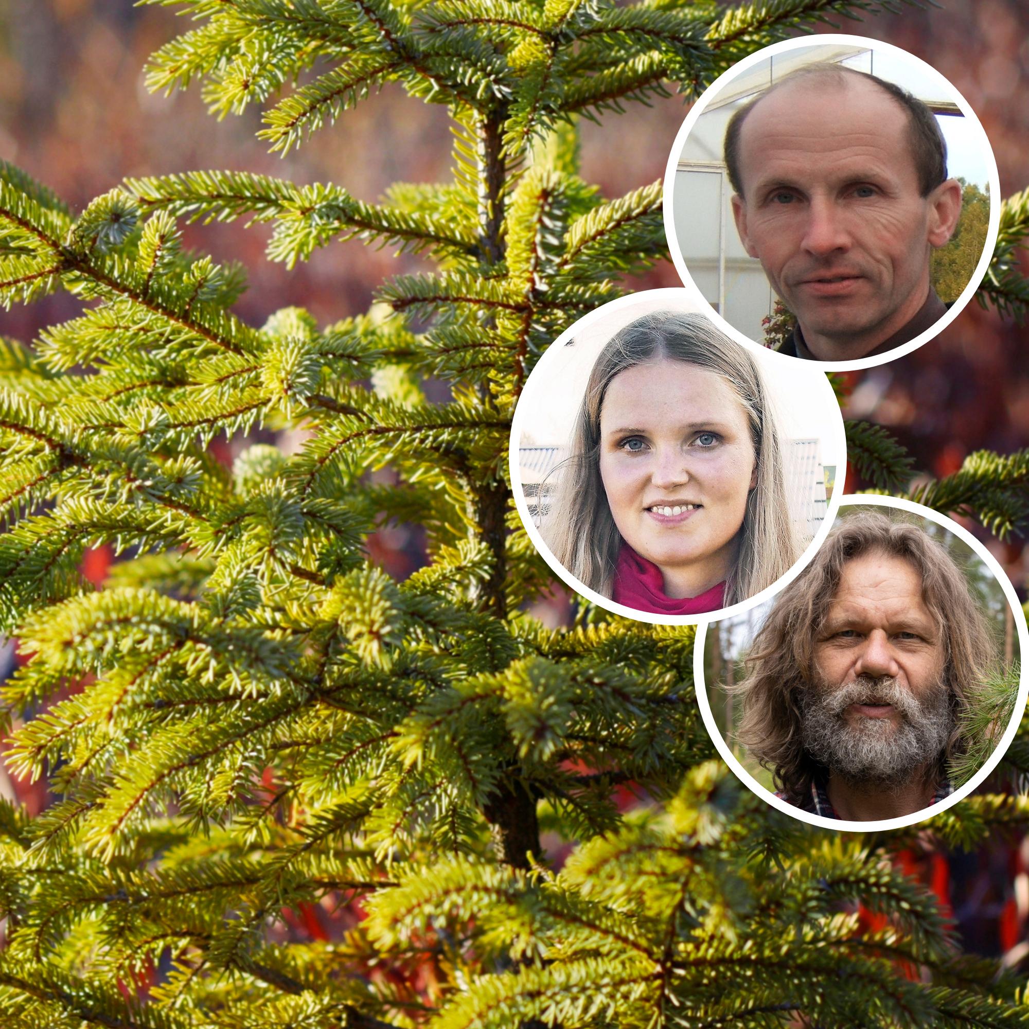 Taimistot valitsivat havusuosikkinsa tuijan tilalle – ”Terve kuin mikä, eikä sitä saa suojata talvella” 