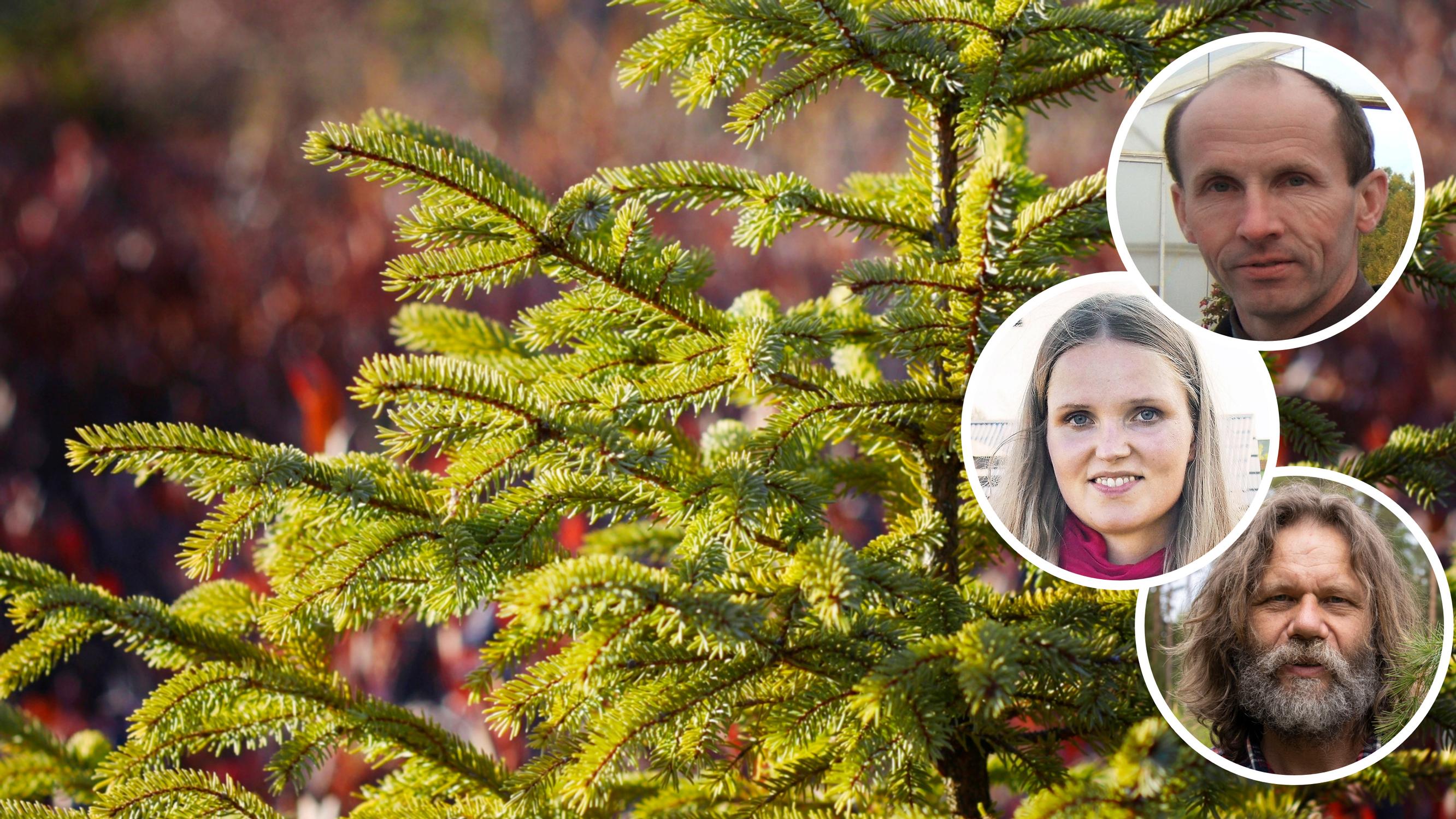 Taimistot valitsivat havusuosikkinsa tuijan tilalle – ”Terve kuin mikä, eikä sitä saa suojata talvella” 