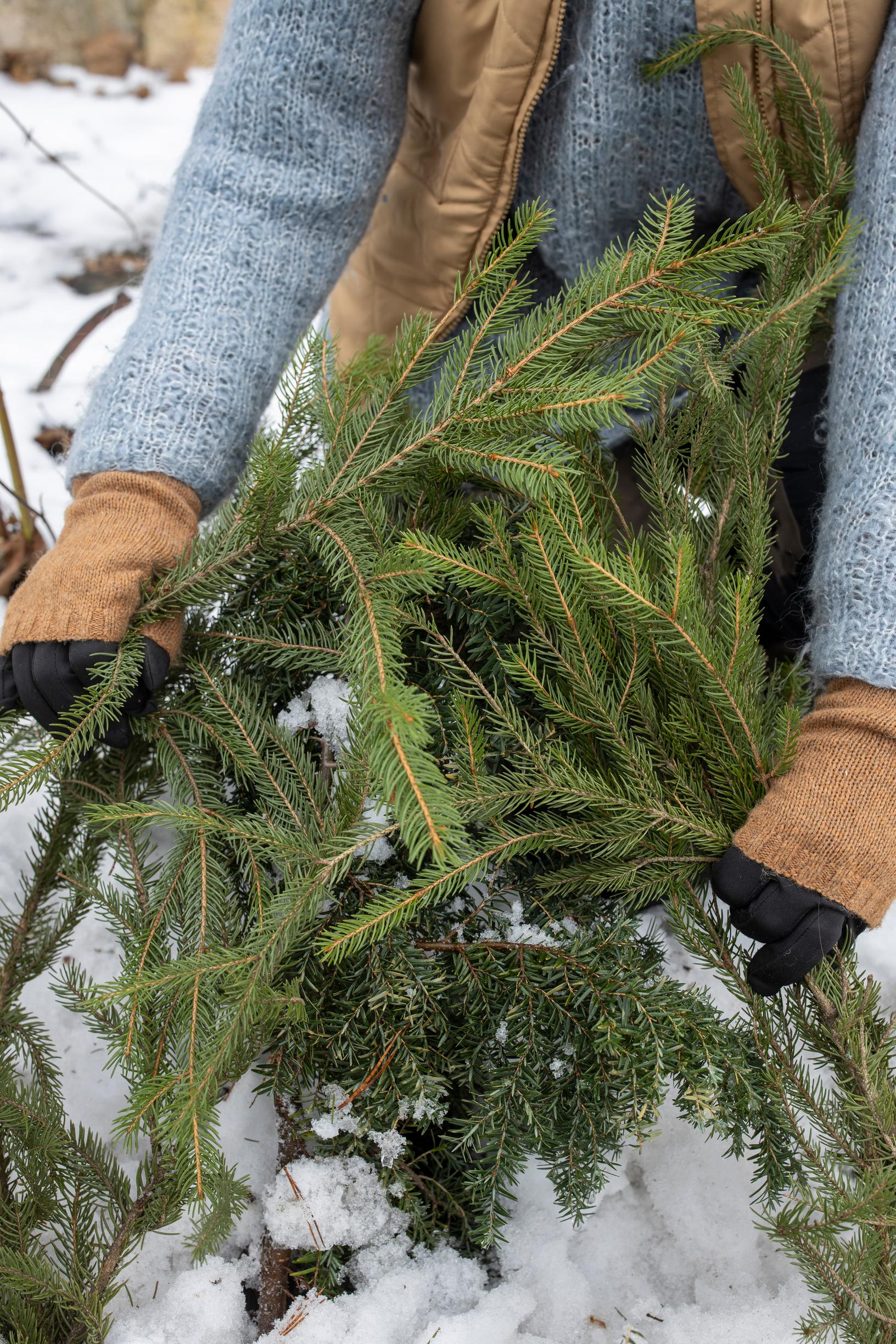 ikivihreiden kasvien suojaus