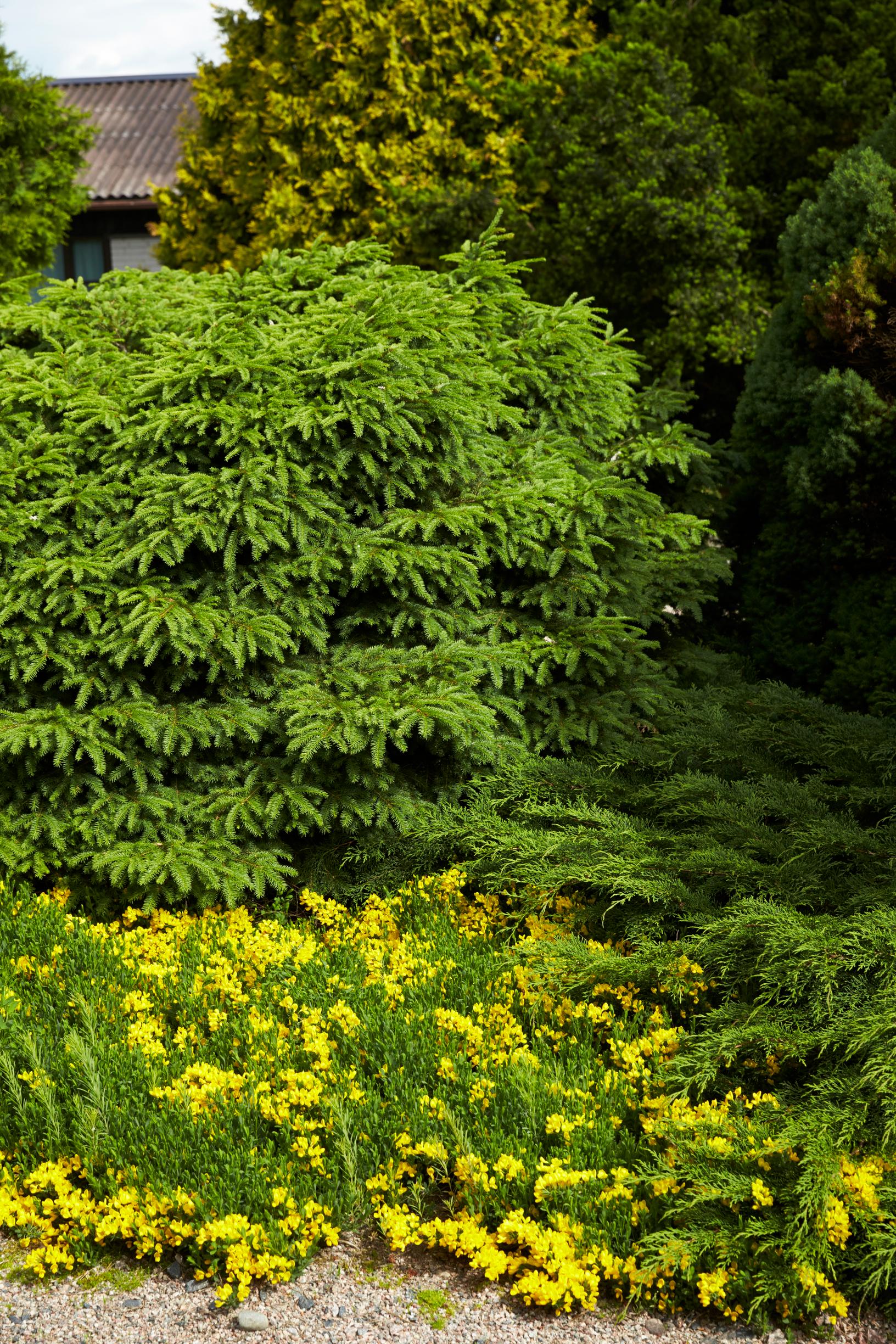 Picea abies 'Nidiformis' 