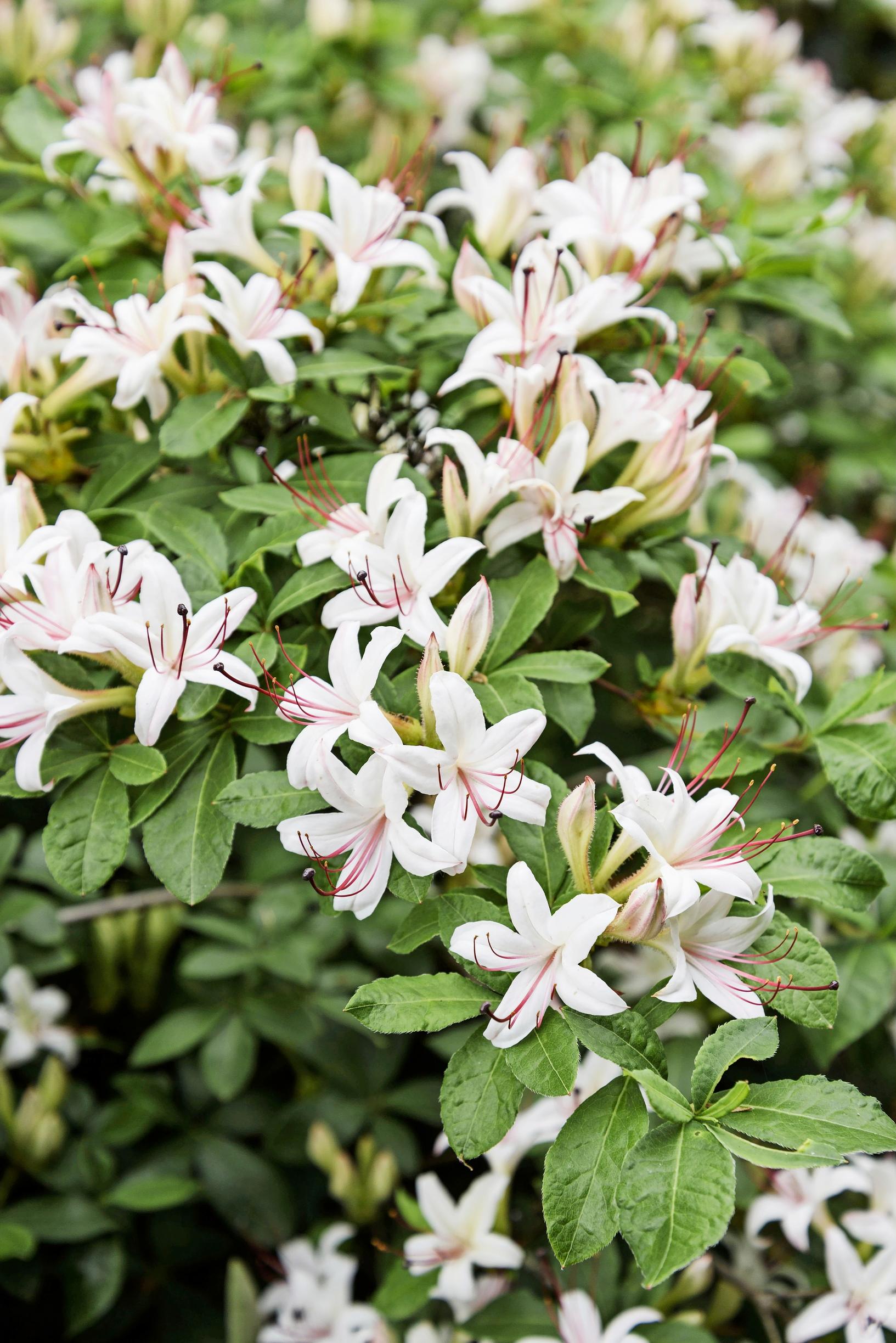 Siloatsalea, Rhododendron arborescens