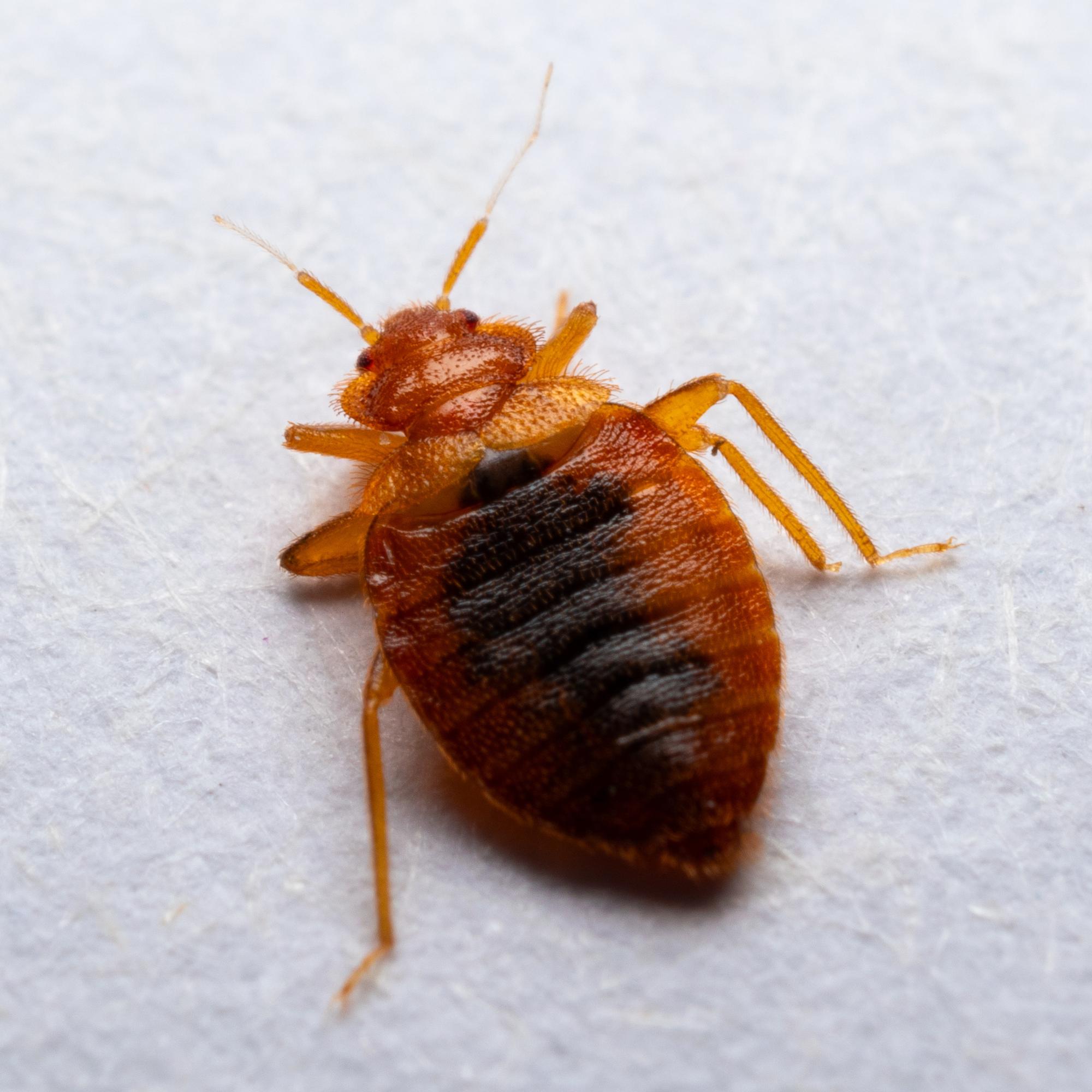 Lude on sitkeä riesa, joka ei katoa itsestään – näin tunnistat puremat ja pääset eroon lutikoista