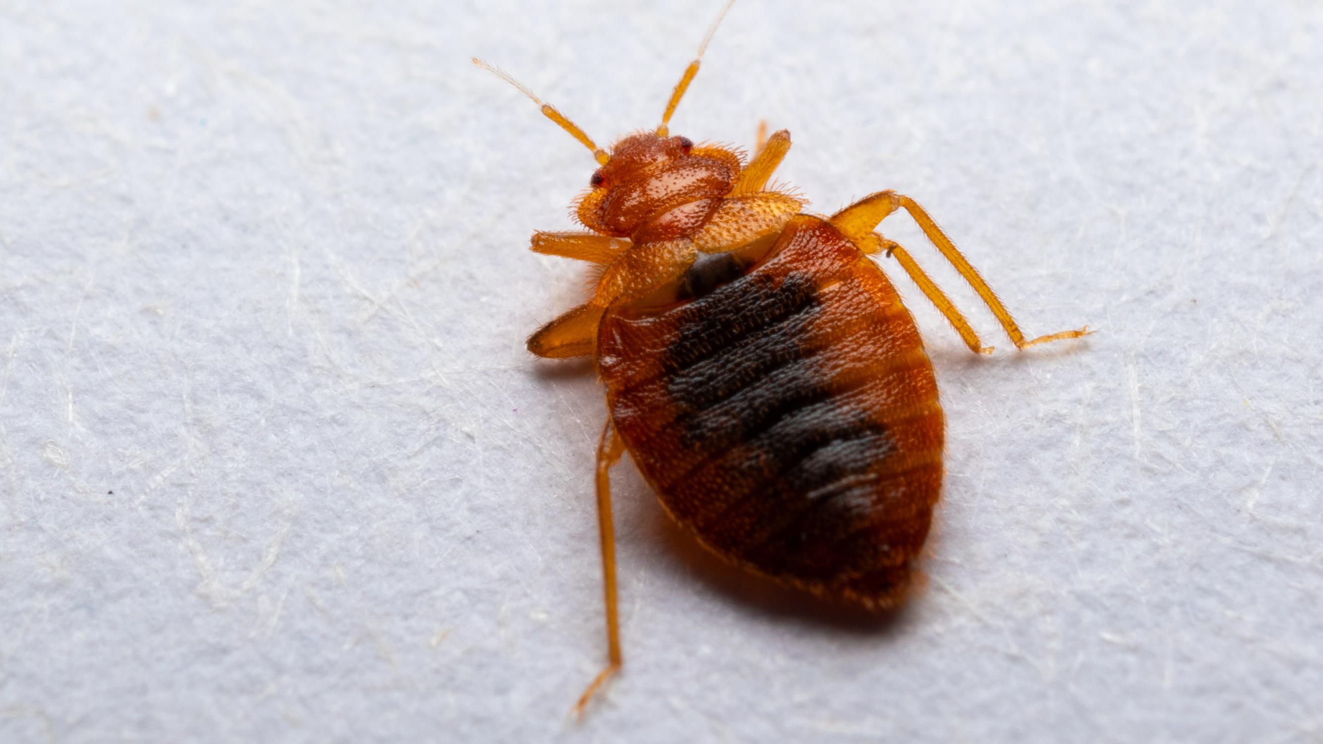 Lude on sitkeä riesa, joka ei katoa itsestään – näin tunnistat puremat ja pääset eroon lutikoista