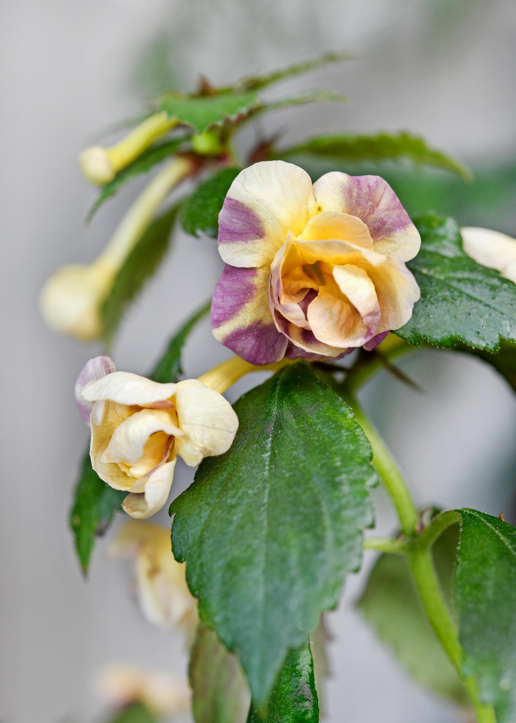 Achimenes ”RF’s Tropicana” -risteymä