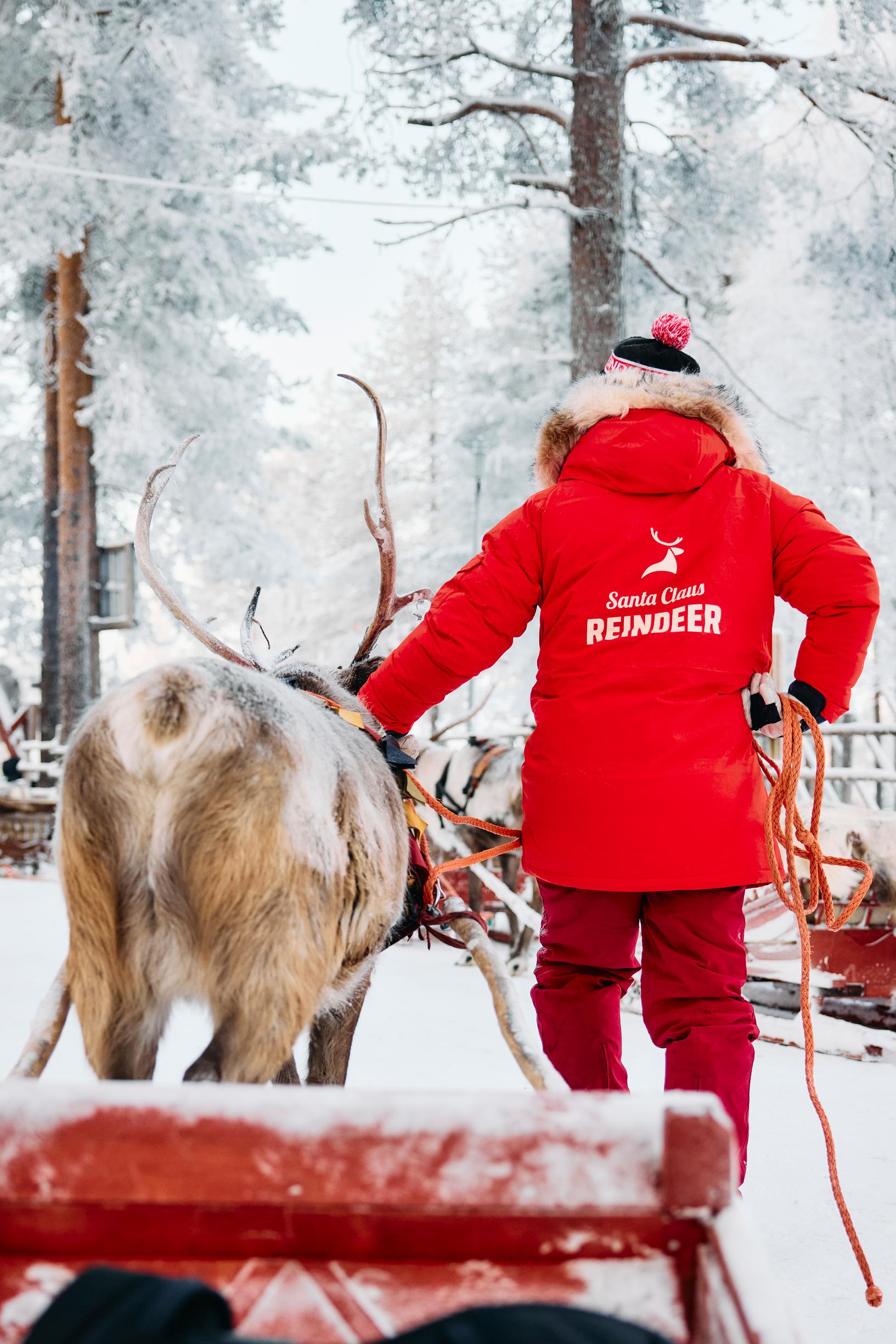 Joulupukin Pajakylä: poro ja porohoitaja