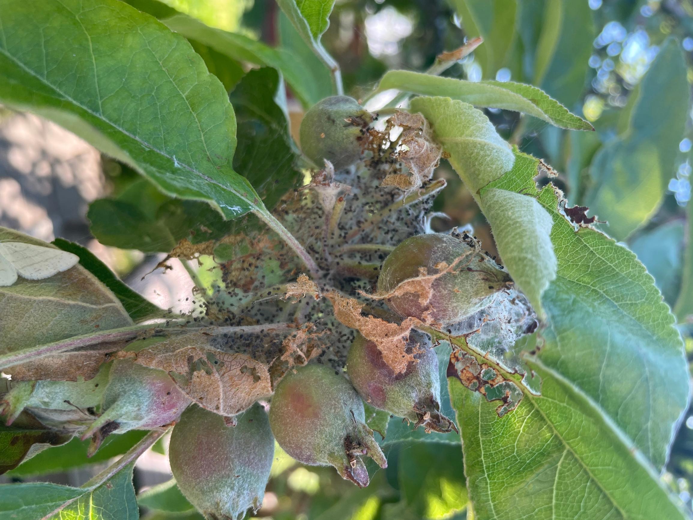 Omenankehrääjäkoin seittiä omenapuussa.