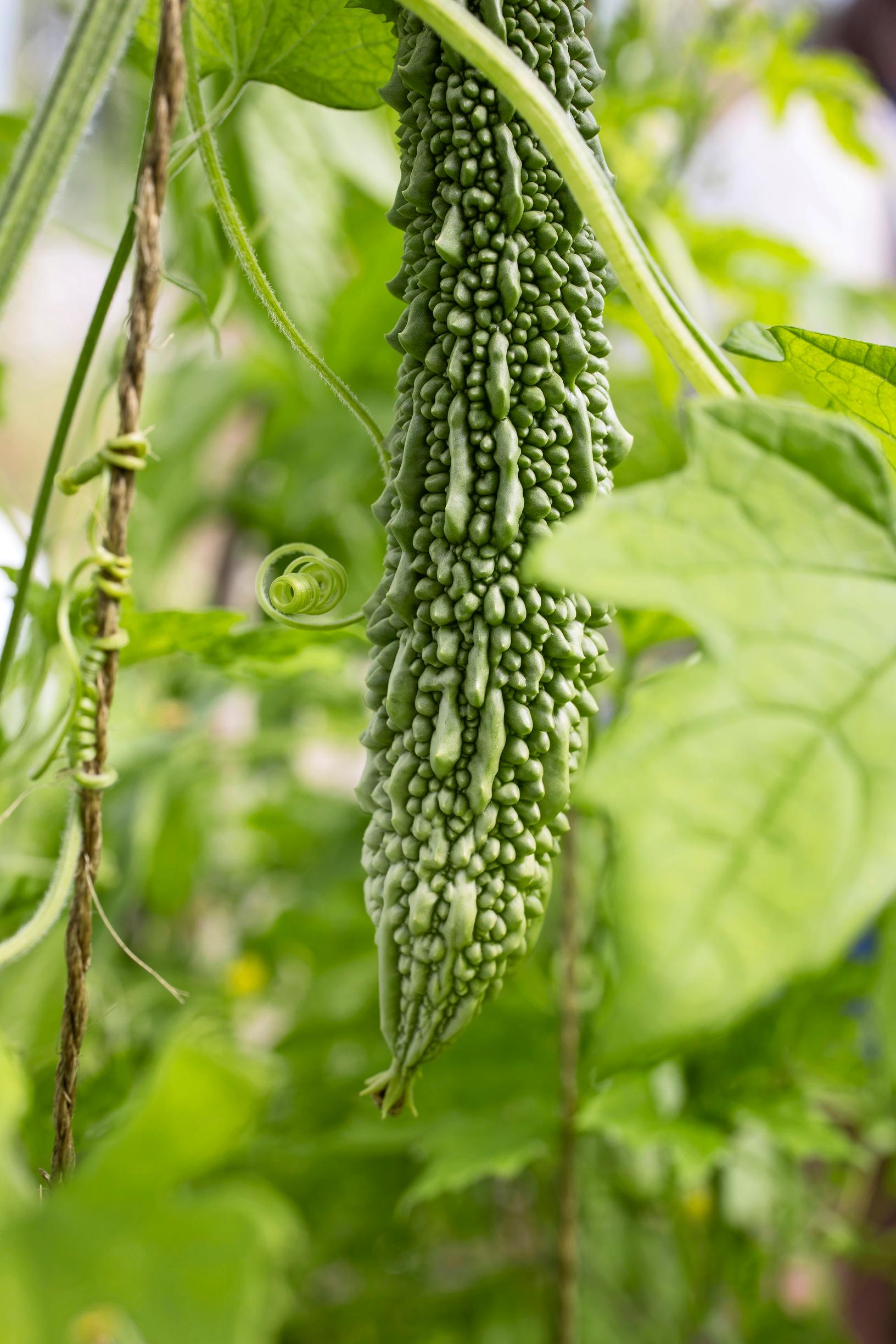 Karvaskurkku Momordica charantia