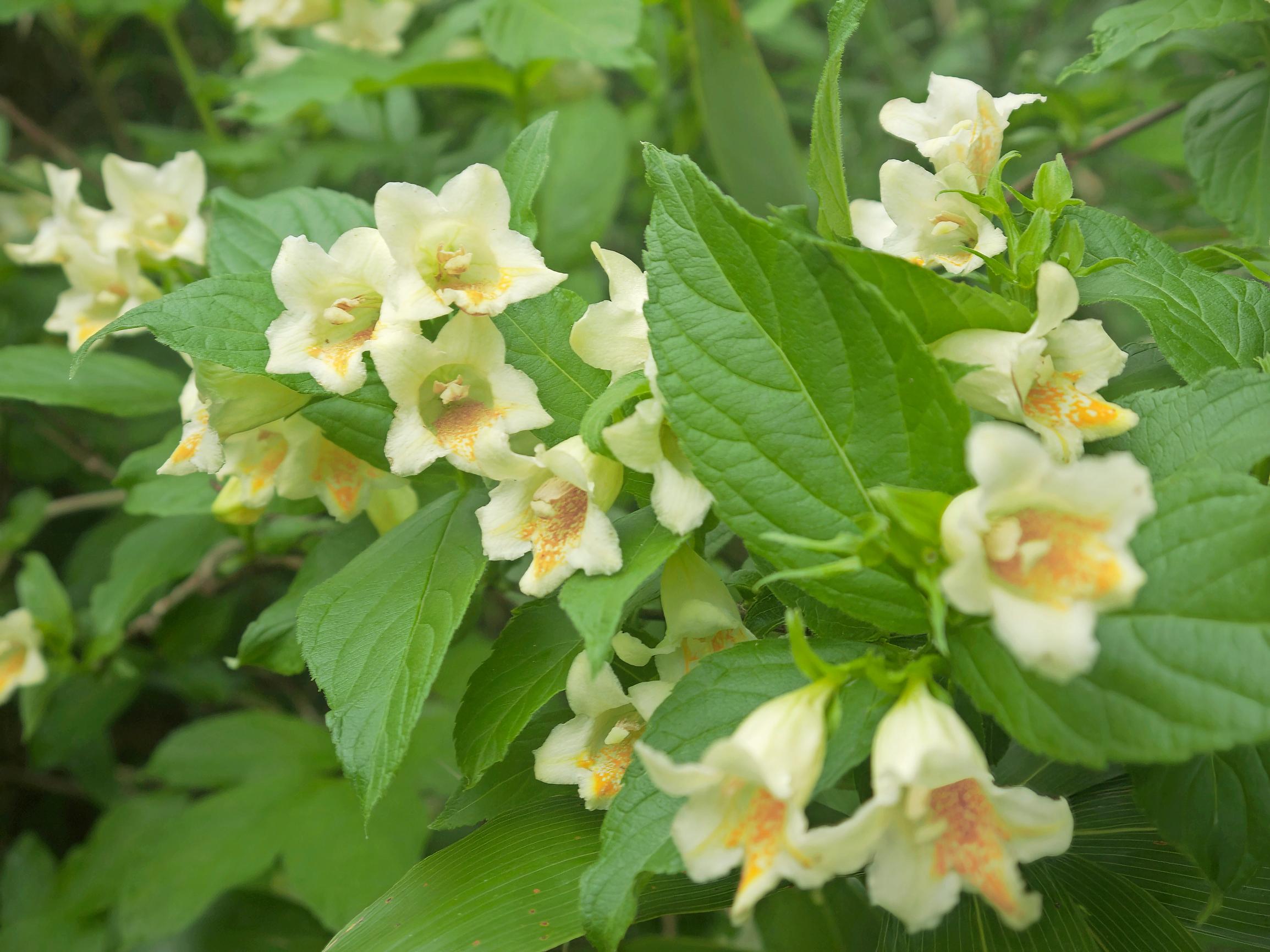 Keltakotakuusama, Weigela middendorffiana