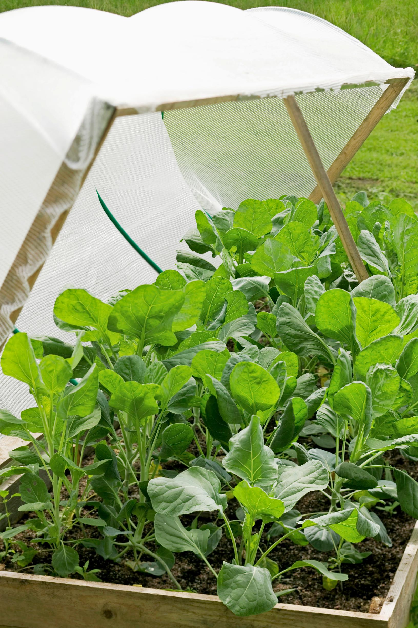 lavakaulus, hyönteisverkko