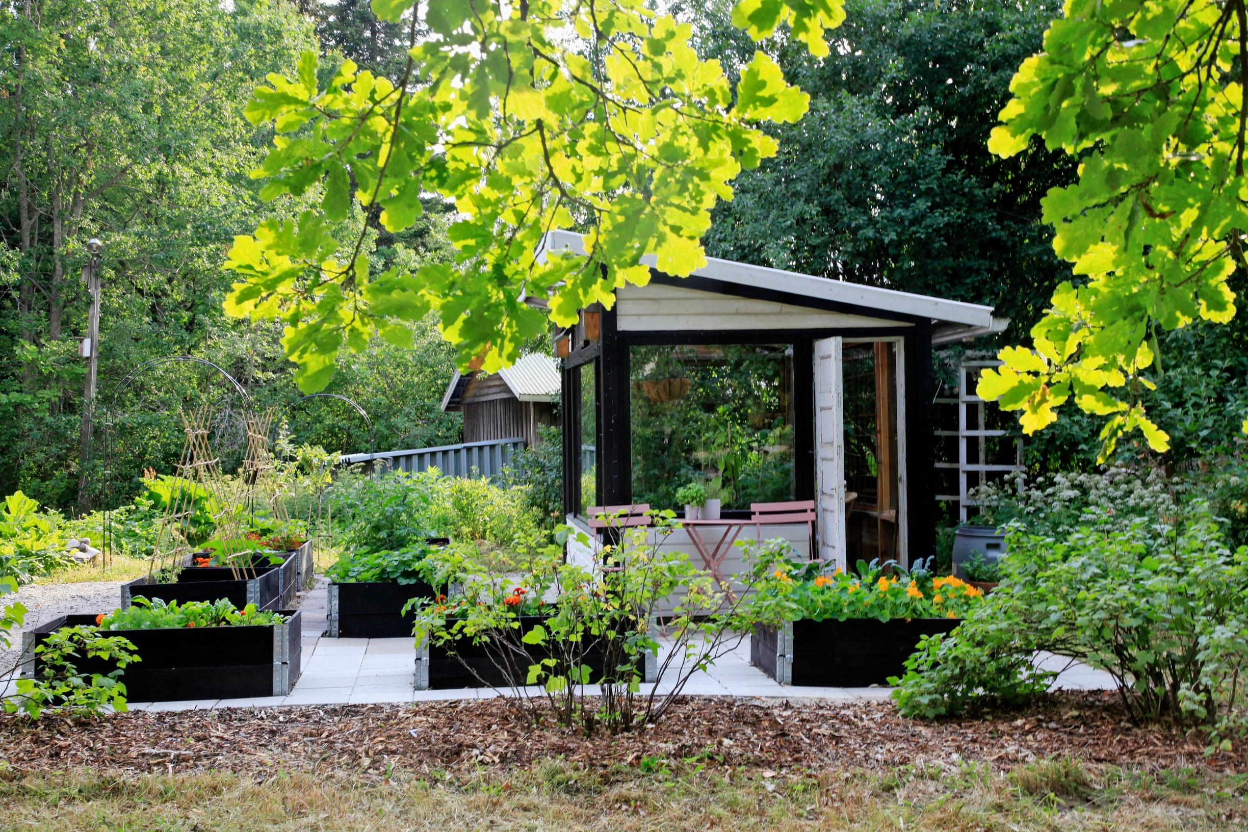 lavakaulus, viljelmä