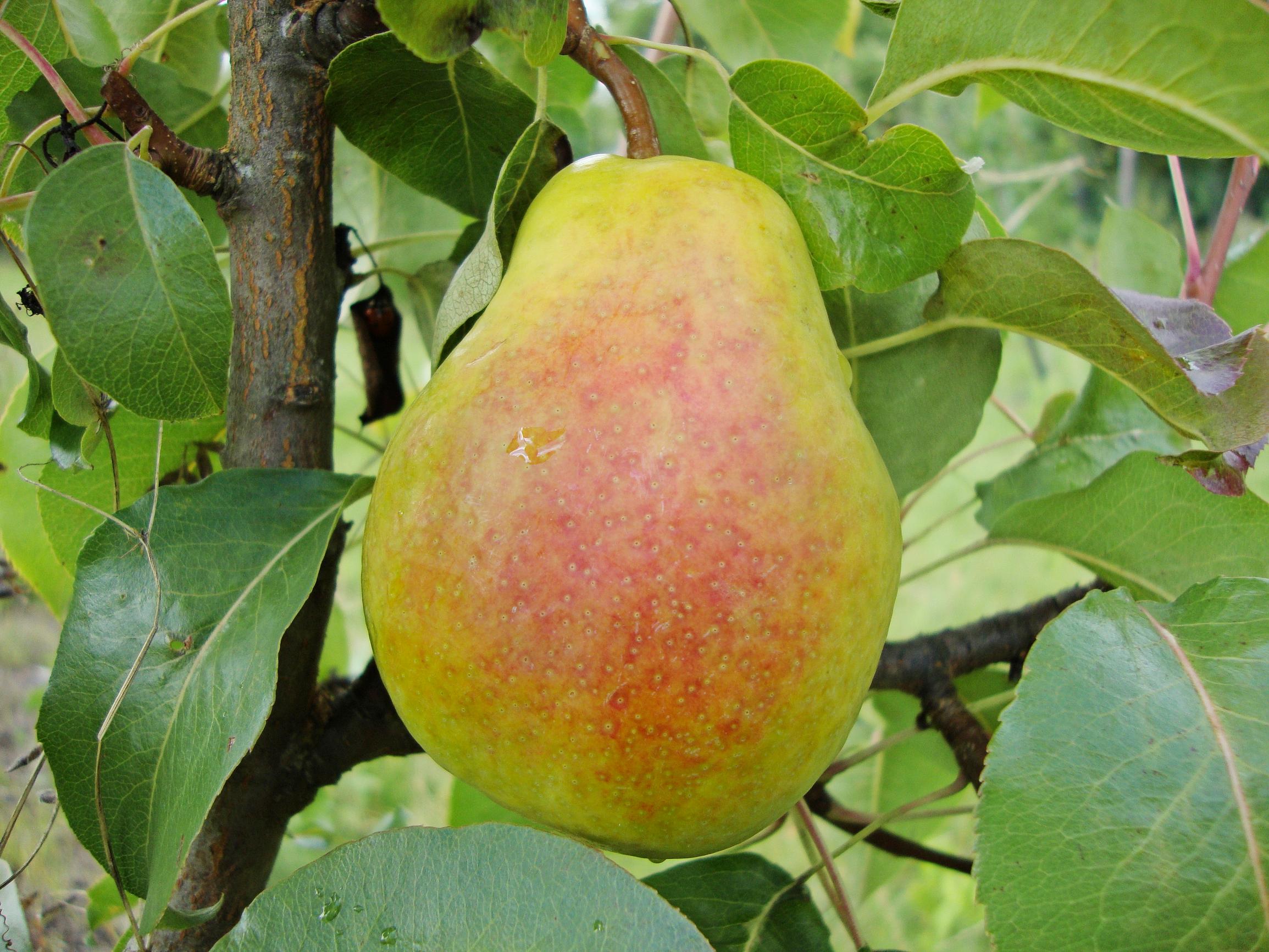 Päärynä ’Kafedralnaja’ 