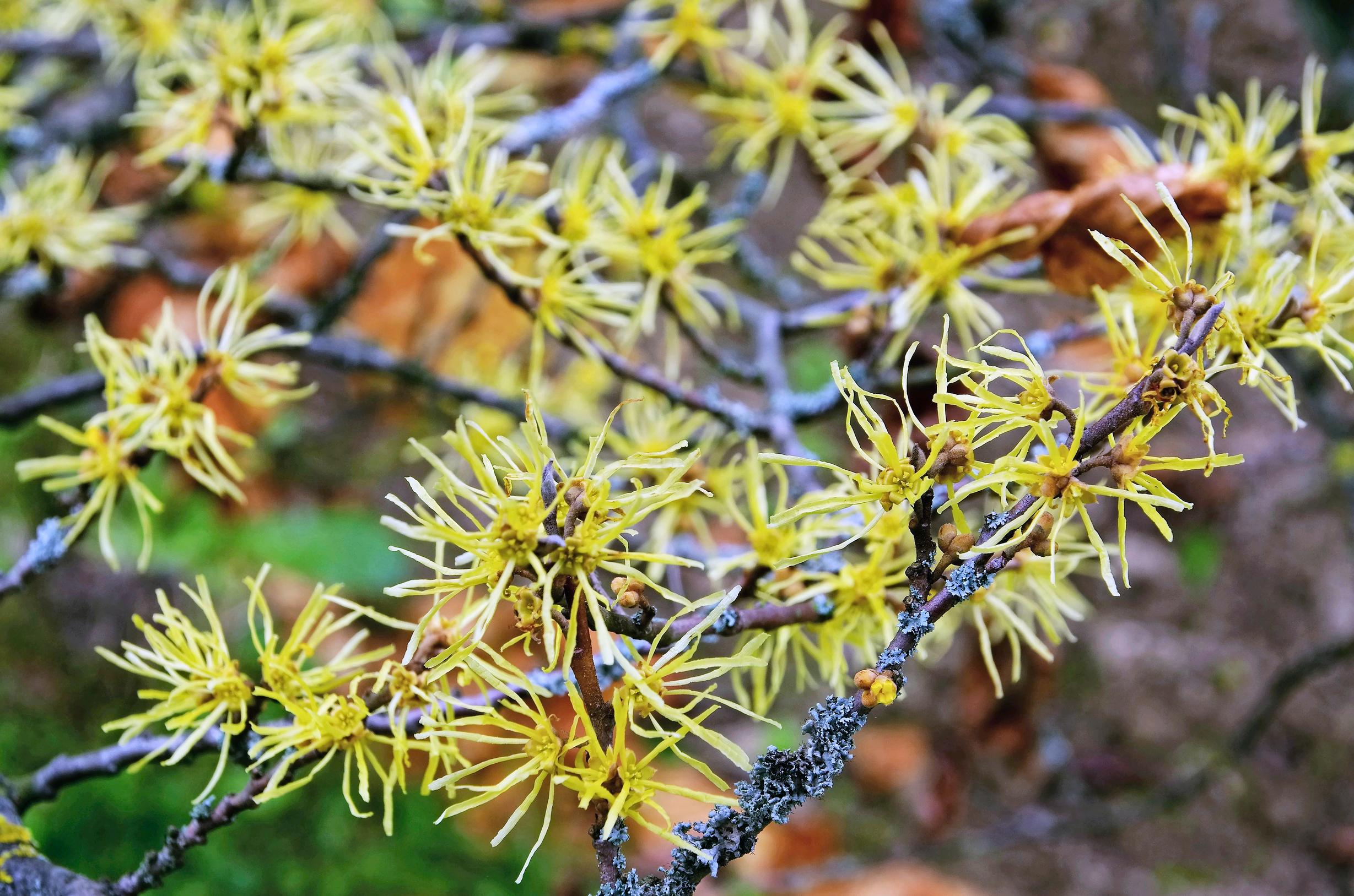 Syystaikapähkinä,  Hamamelis virginiana 