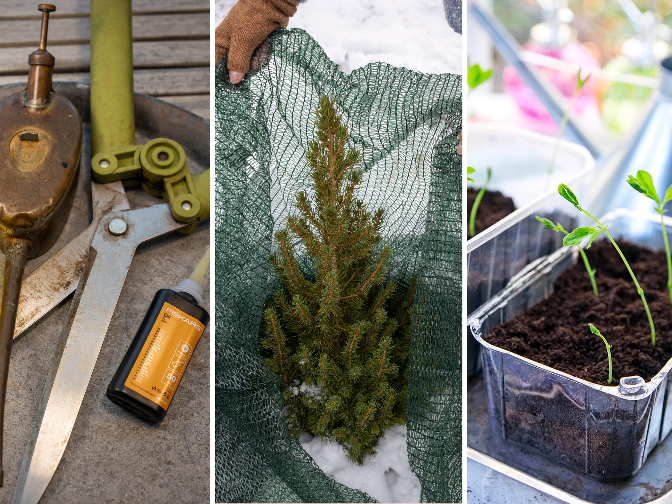 Mitä alkuvuodesta voi puuhailla puutarhassa ja sisällä kasvien parissa? Tässä tammikuun muistilista tarhurille