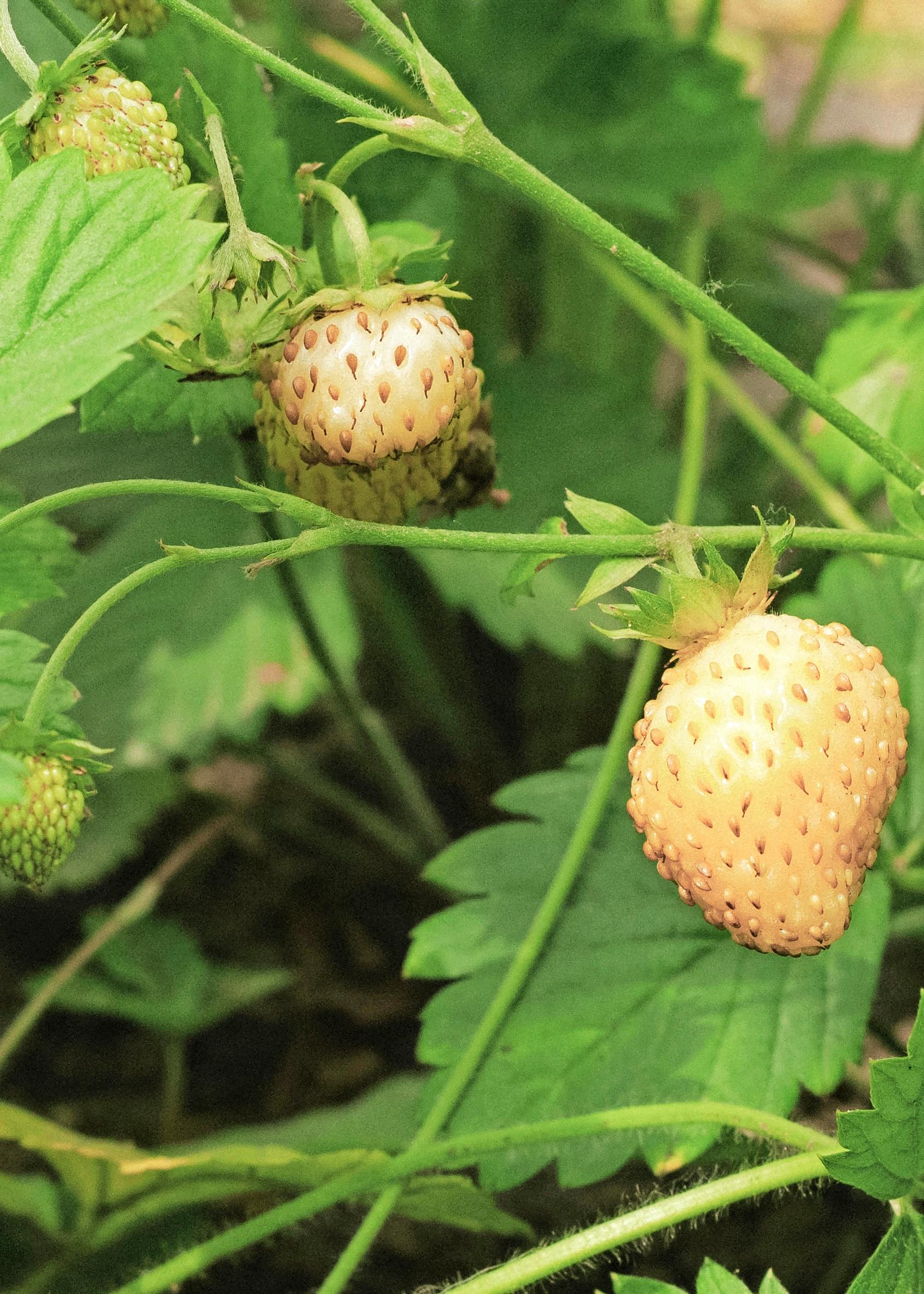 Kuukausimansikka ’Yellow Wonder’ 