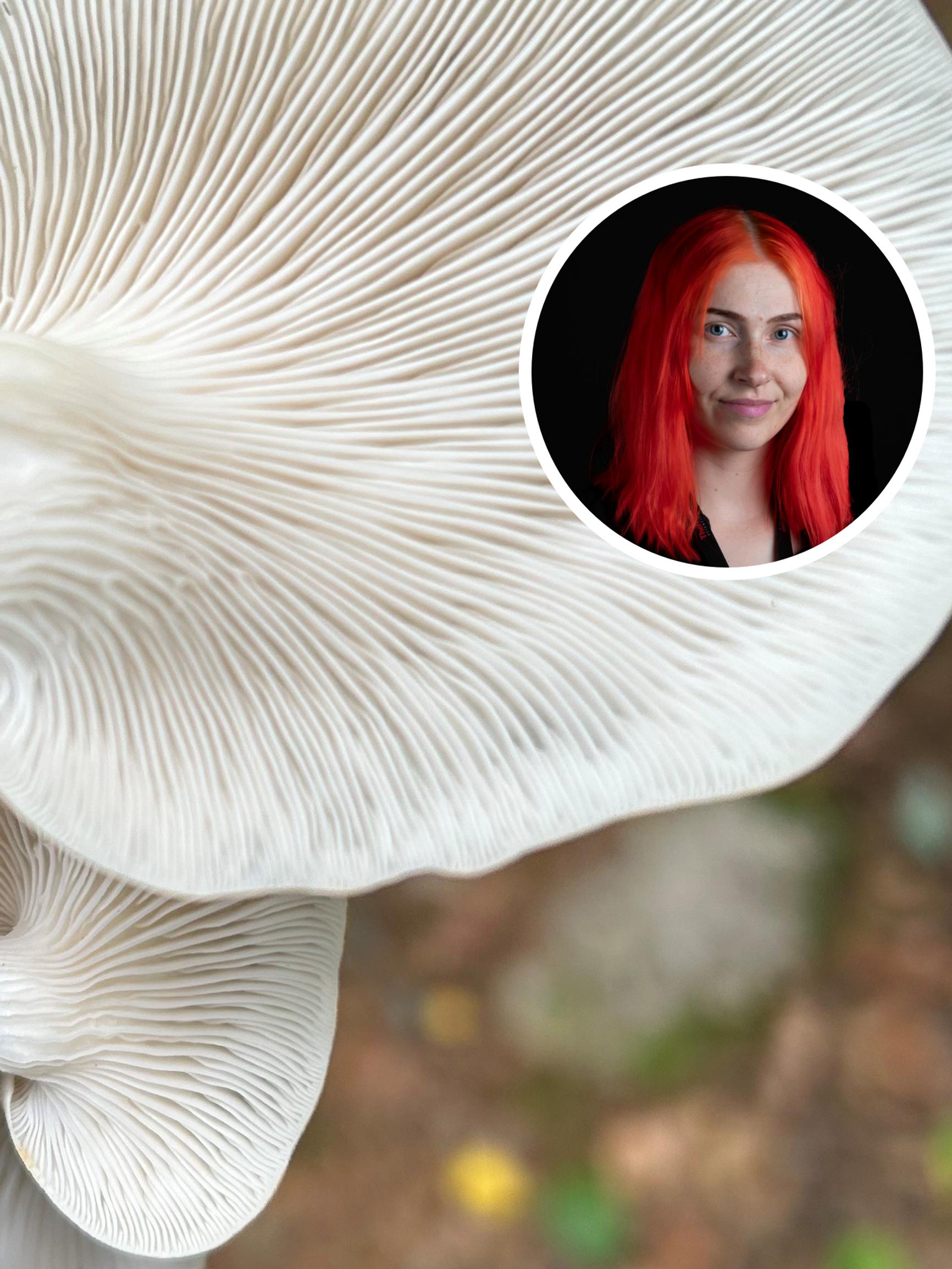 Tulevaisuudessa sienillä eristetään ehkä taloja, sanoo mikrobiologi, joka tutkii sienten hyödyntämistä rakentamisessa