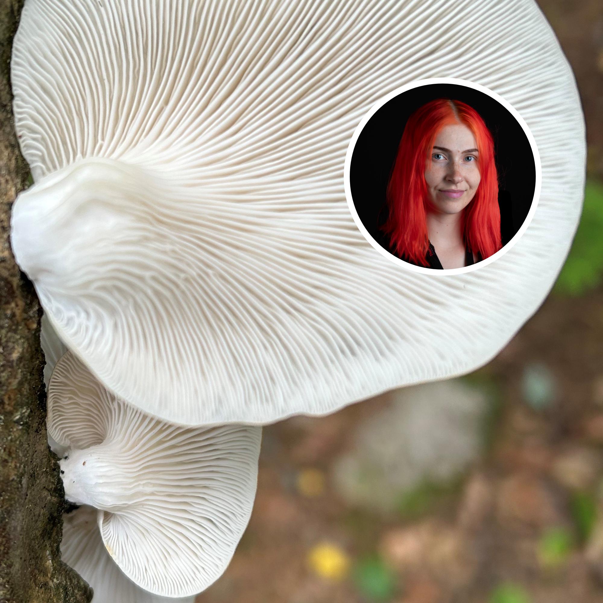 Tulevaisuudessa sienillä eristetään ehkä taloja, sanoo mikrobiologi, joka tutkii sienten hyödyntämistä rakentamisessa