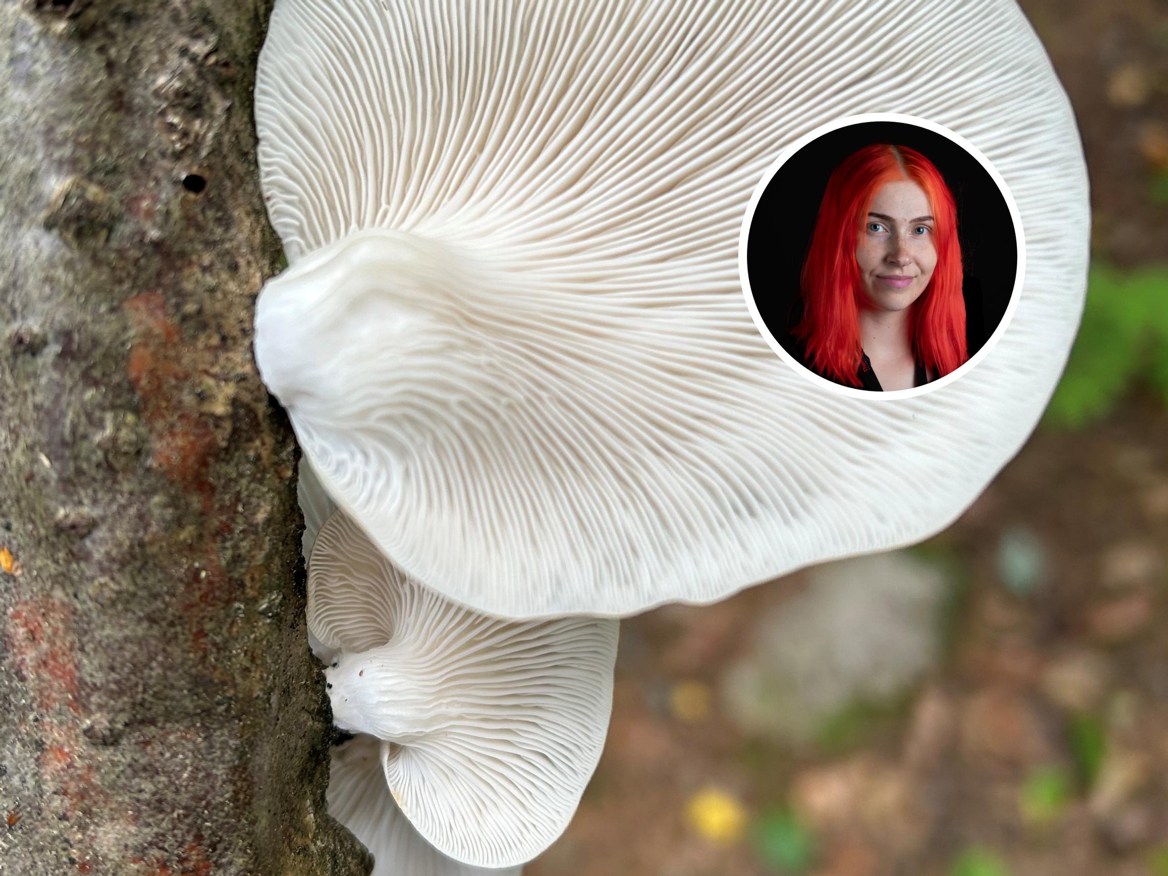 Tulevaisuudessa sienillä eristetään ehkä taloja, sanoo mikrobiologi, joka tutkii sienten hyödyntämistä rakentamisessa