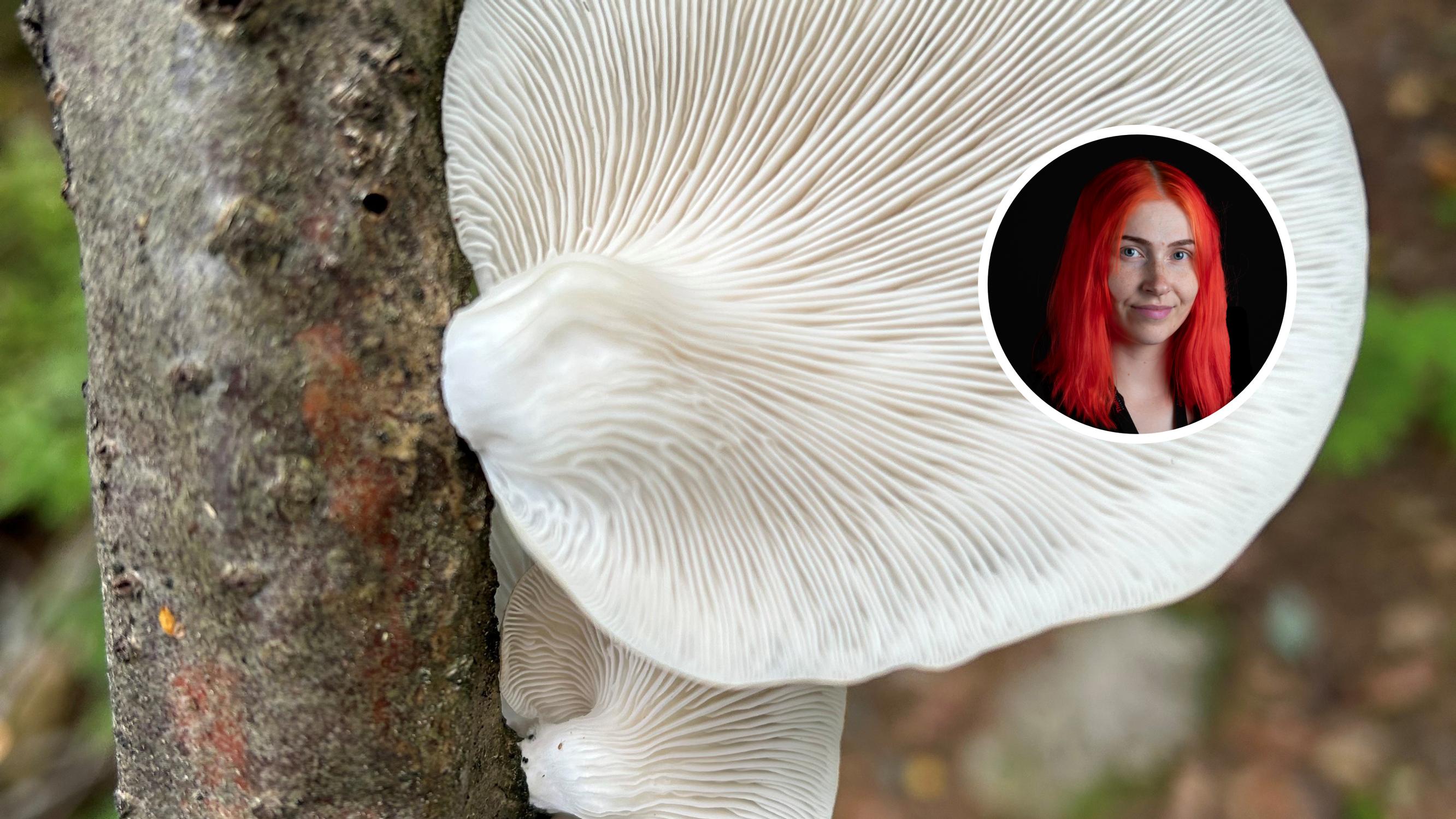 Tulevaisuudessa sienillä eristetään ehkä taloja, sanoo mikrobiologi, joka tutkii sienten hyödyntämistä rakentamisessa