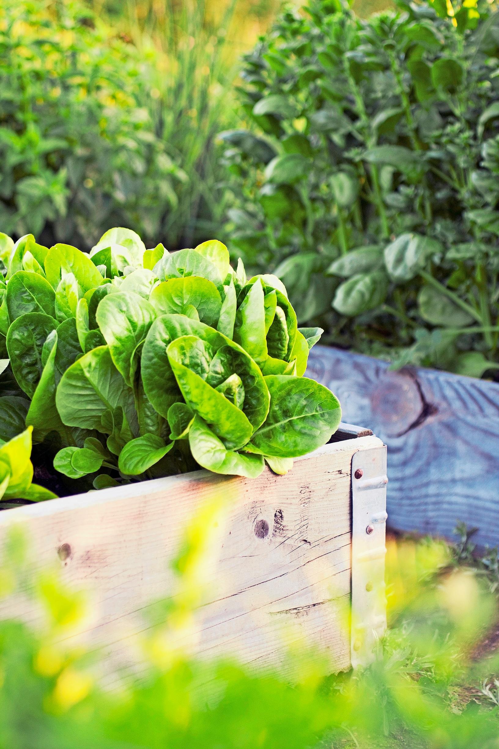 lavakaulus, laatikkoviljelmä, roomansalaatti