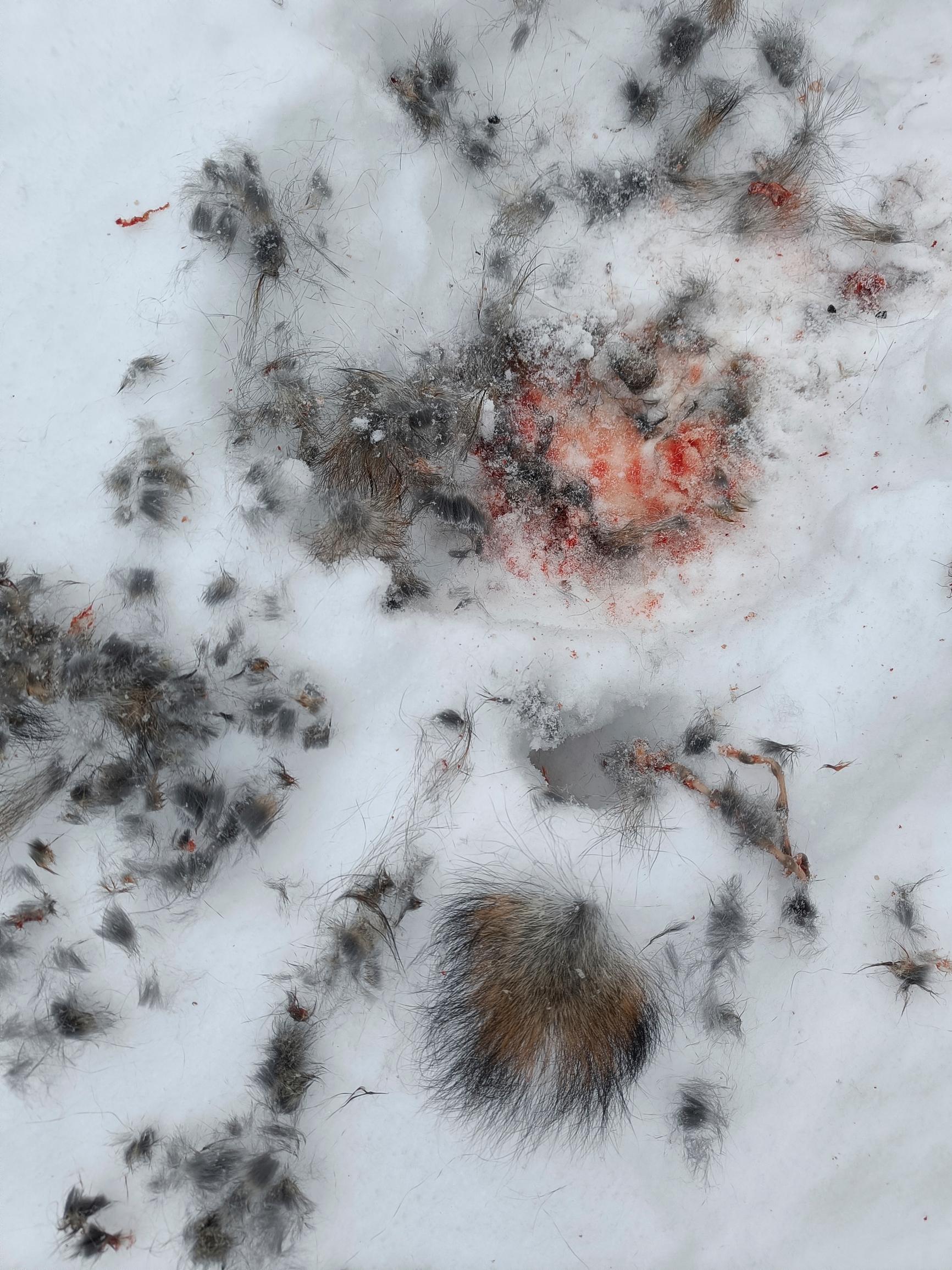 Saaliin jäljet lumessa