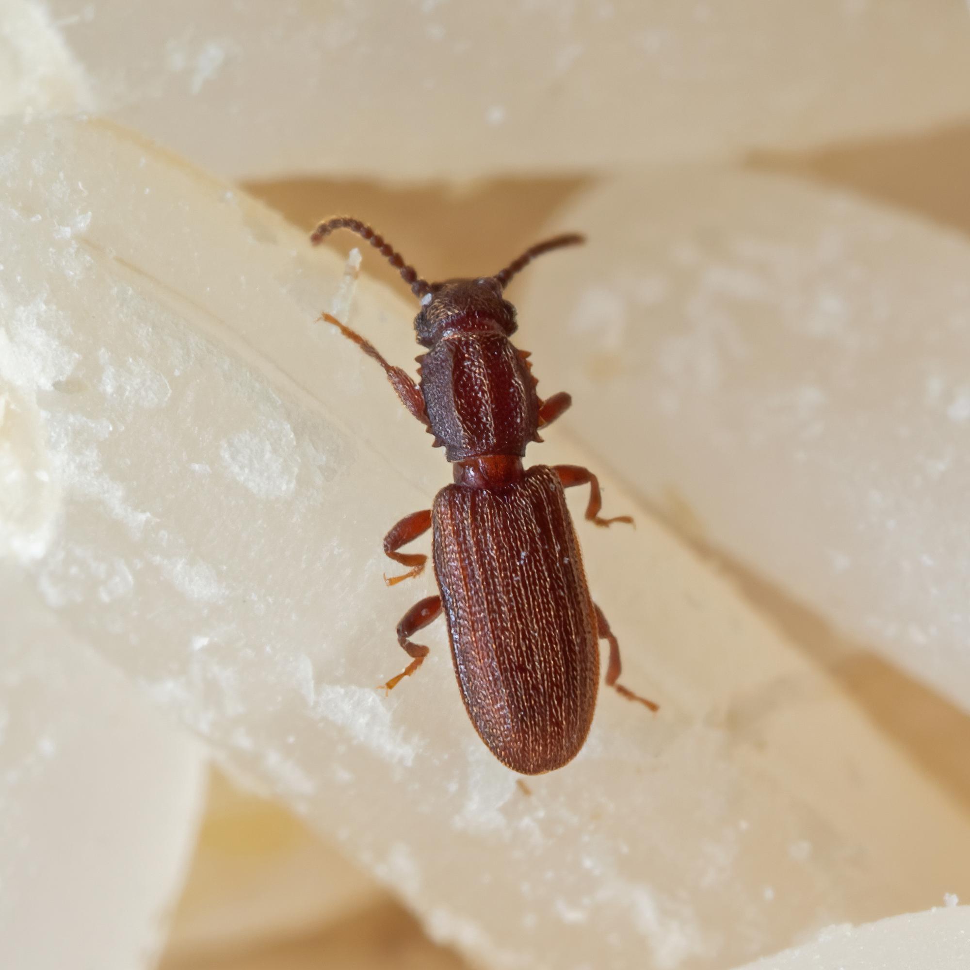 Riisihärö riesana? Näin pääset eroon keittiökaapeissa viihtyvästä tuholaisesta