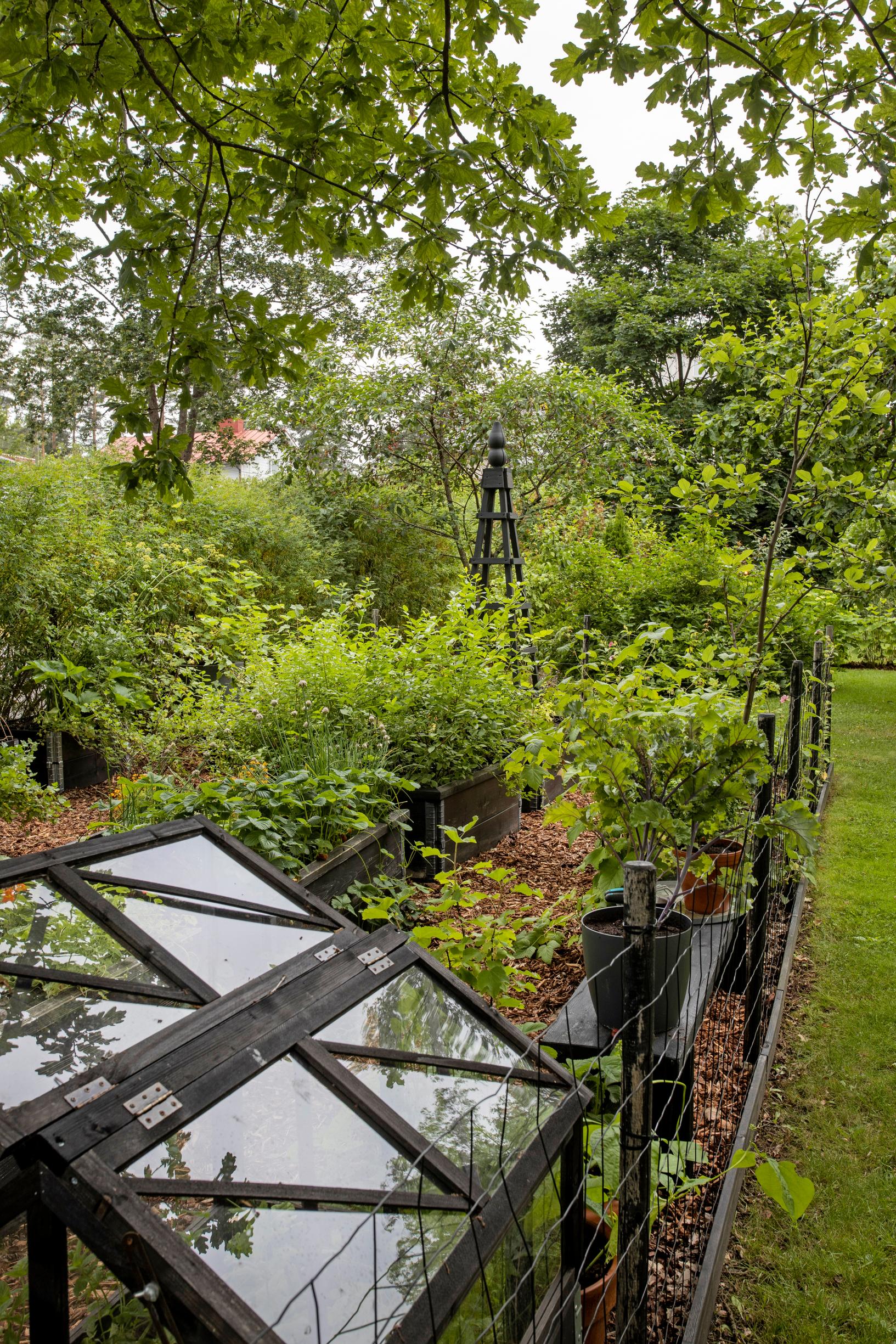 Kasvimaa ja marjatarha