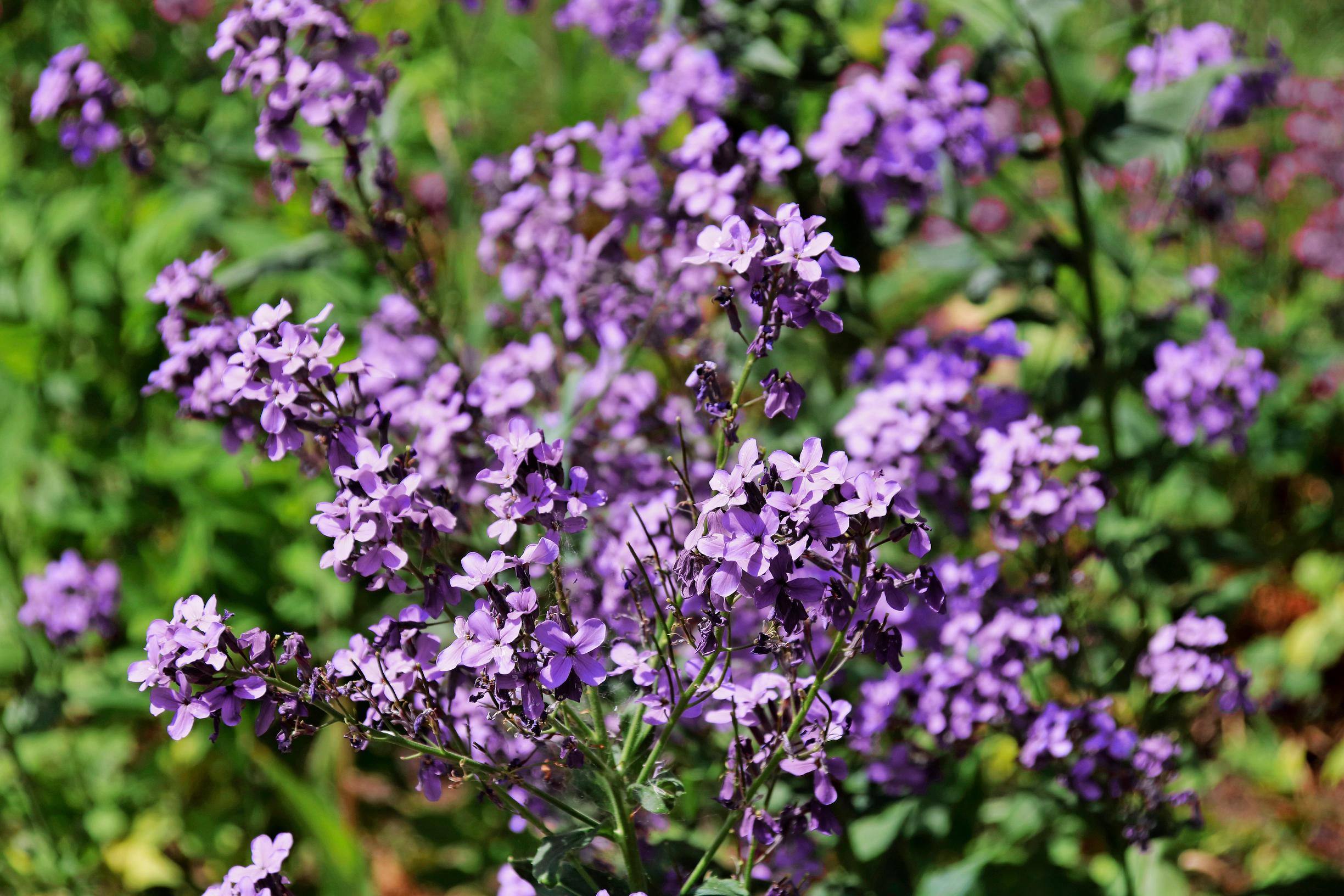 Kaksivuotiset kasvit: Hesperis matronalis, Tarhaillakko