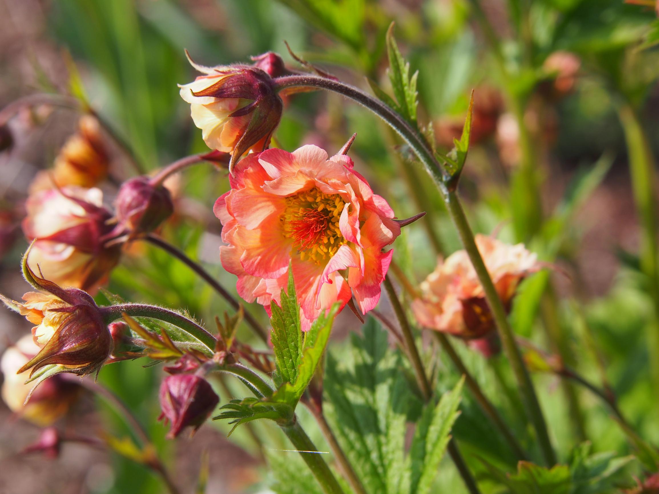 Geum 'Mai Tai' kellukka tarhakellukka