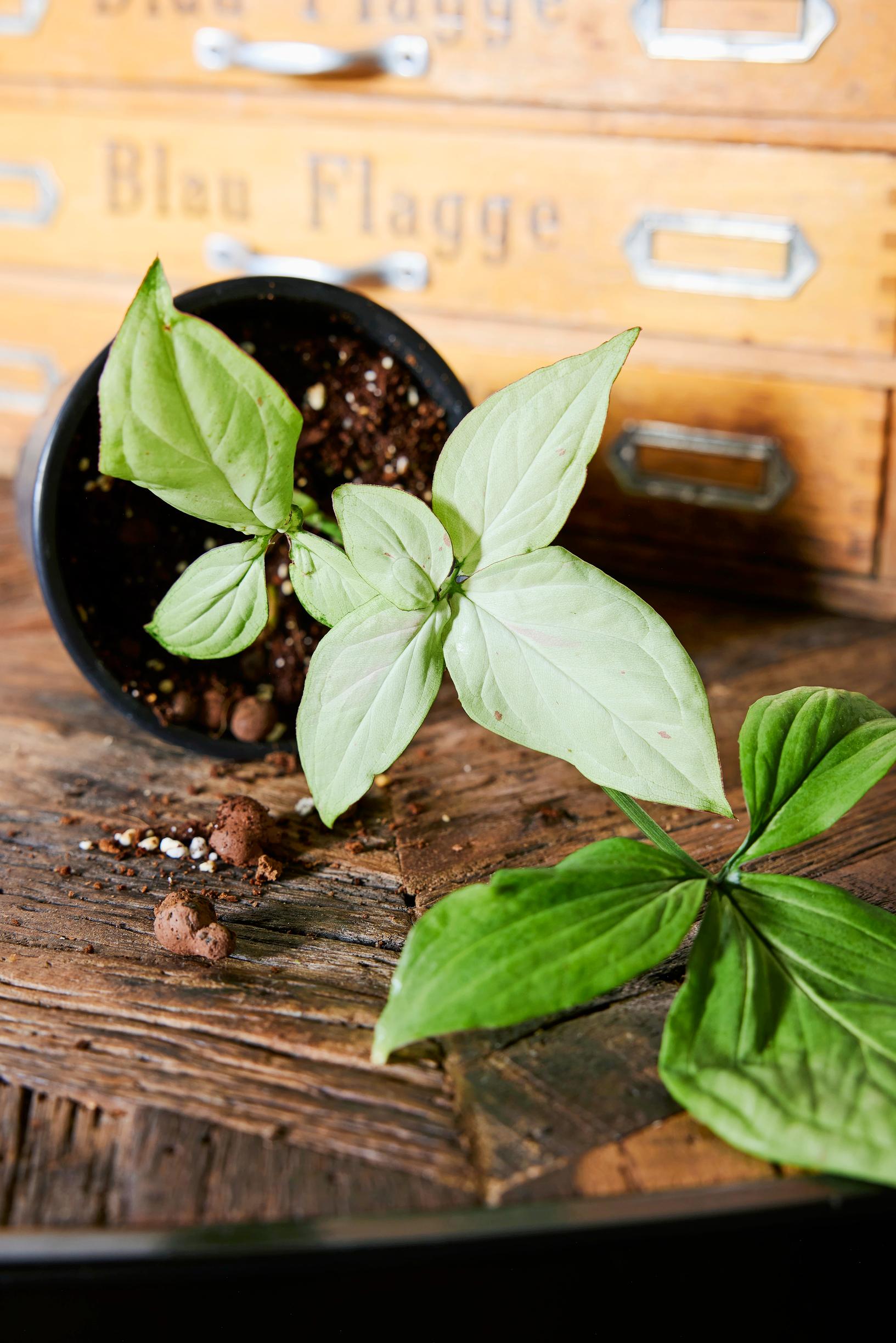 Muulinkultakorva ’Five Fingers of White’