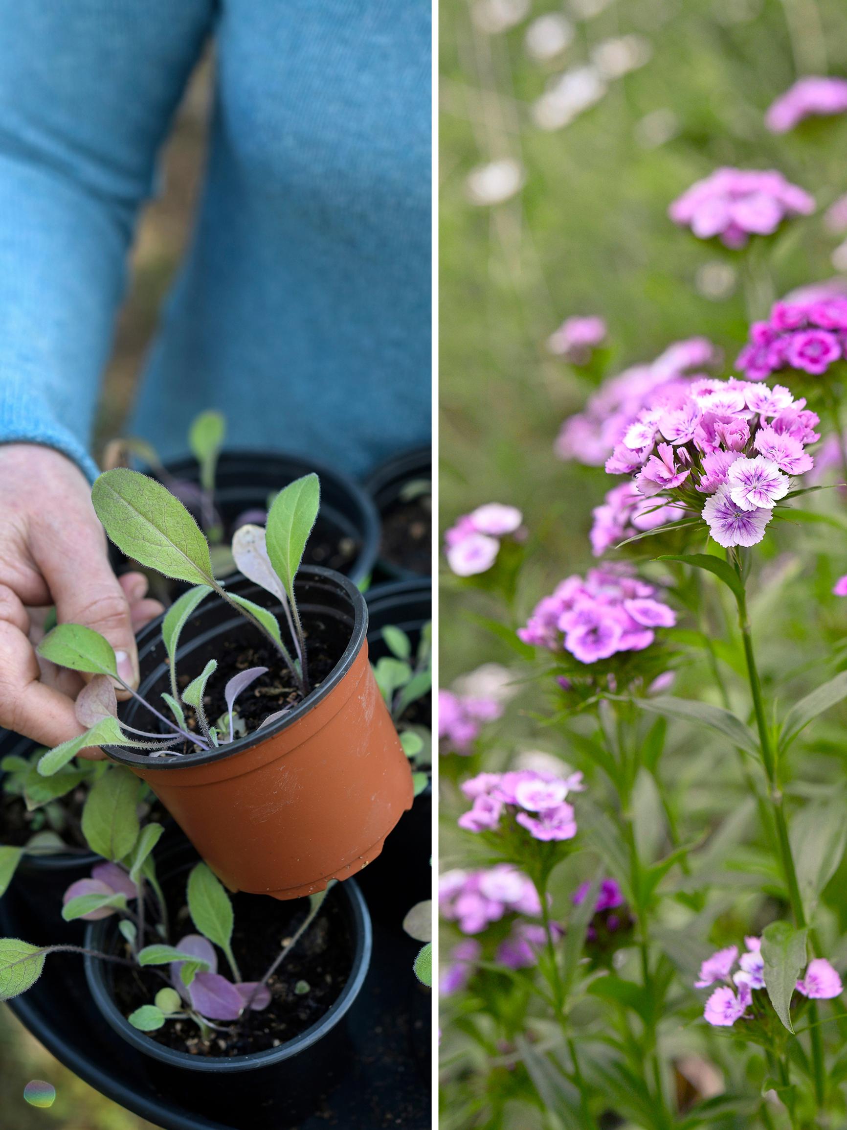 Kukkaloistoa kaksivuotisilla kasveilla! Kylvä talvella, keväällä tai syksyllä – ammattilaisen kattavilla ohjeilla onnistut