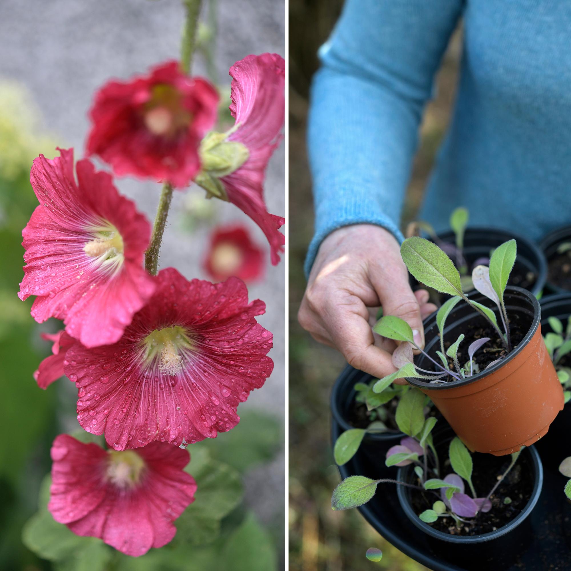 Kukkaloistoa kaksivuotisilla kasveilla! Kylvä talvella, keväällä tai syksyllä – ammattilaisen kattavilla ohjeilla onnistut