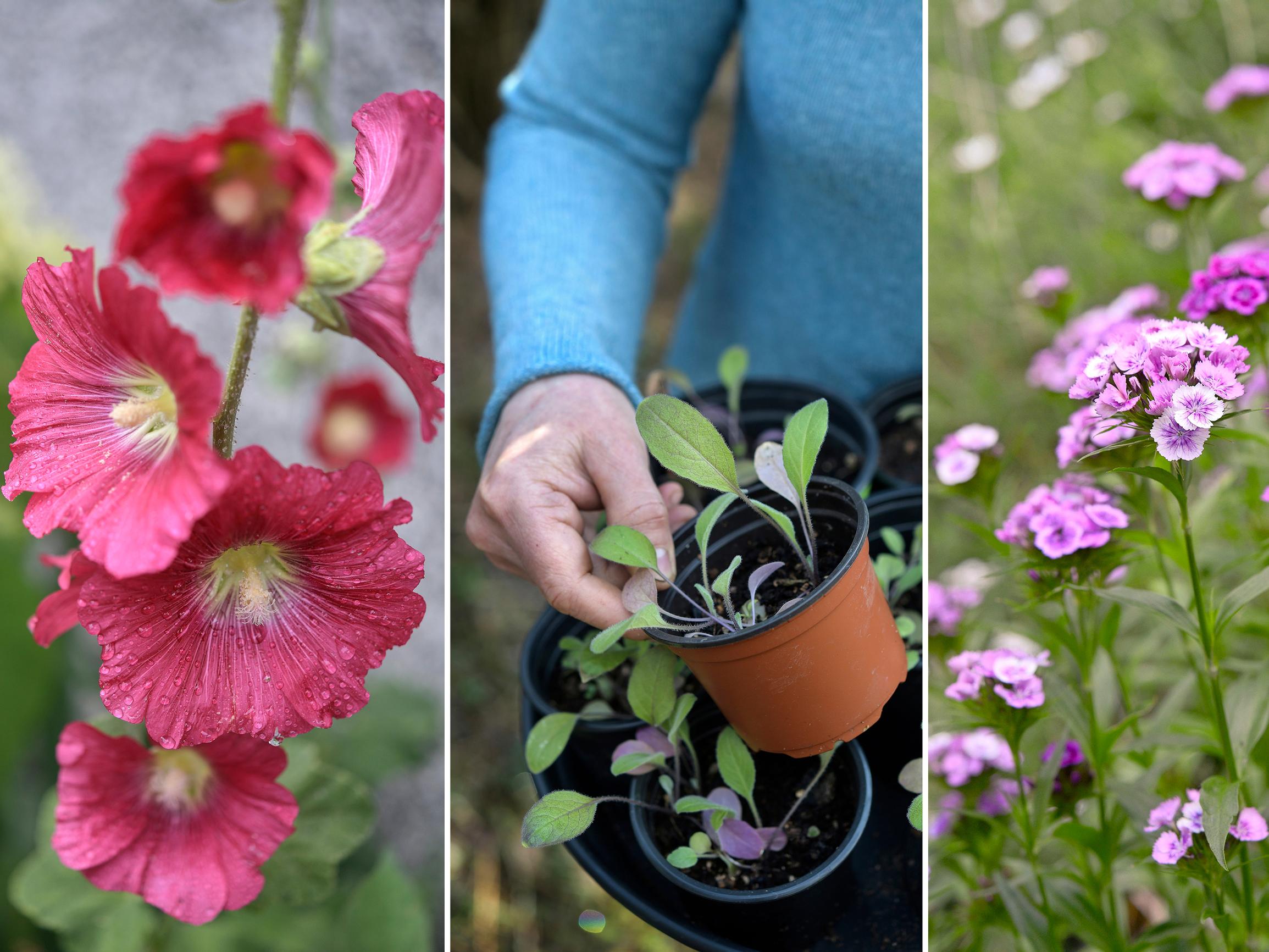 Kukkaloistoa kaksivuotisilla kasveilla! Kylvä talvella, keväällä tai syksyllä – ammattilaisen kattavilla ohjeilla onnistut