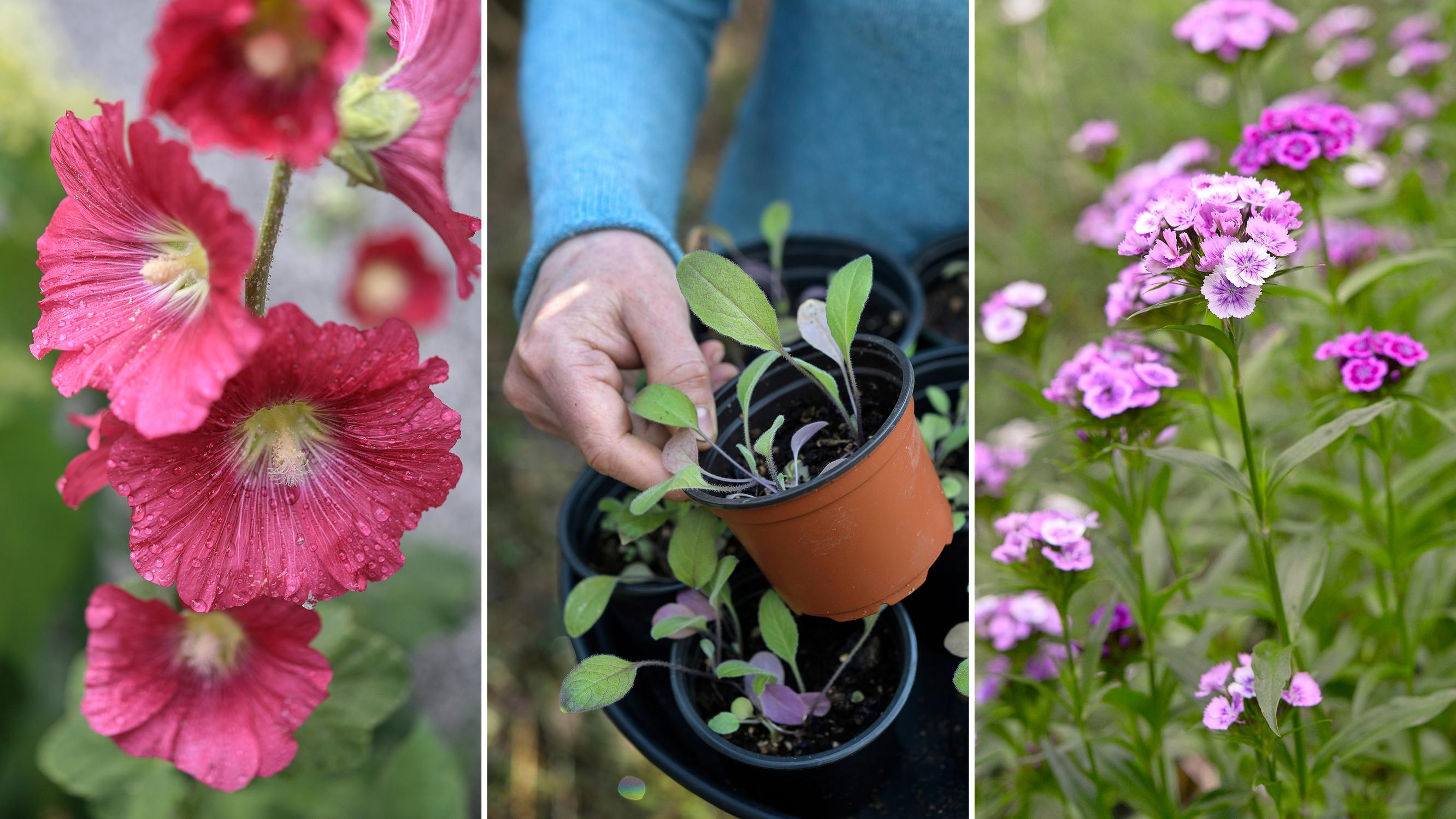 Kukkaloistoa kaksivuotisilla kasveilla! Kylvä talvella, keväällä tai syksyllä – ammattilaisen kattavilla ohjeilla onnistut