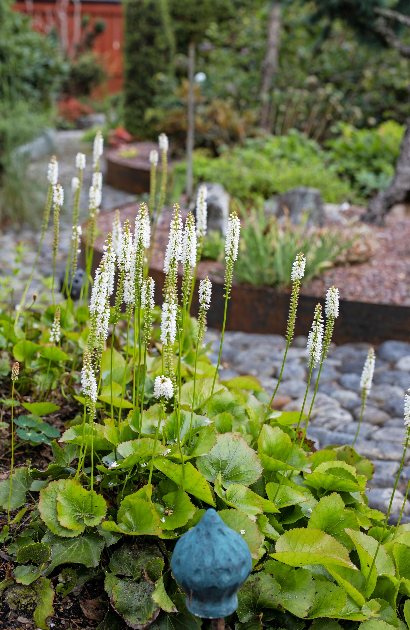 Peiponkaali on ainavihanta perenna.