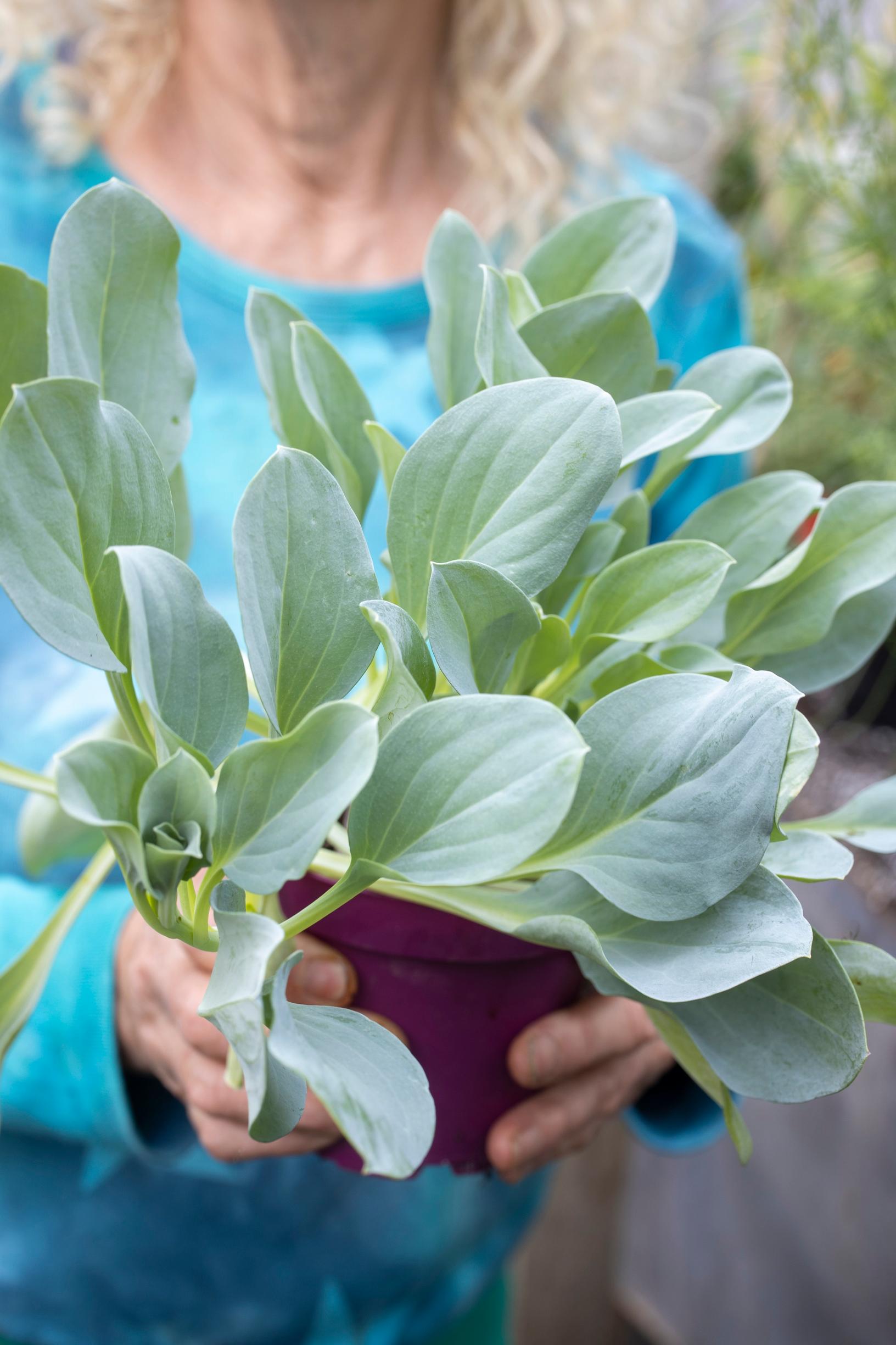 Merihalikka Mertensia maritima