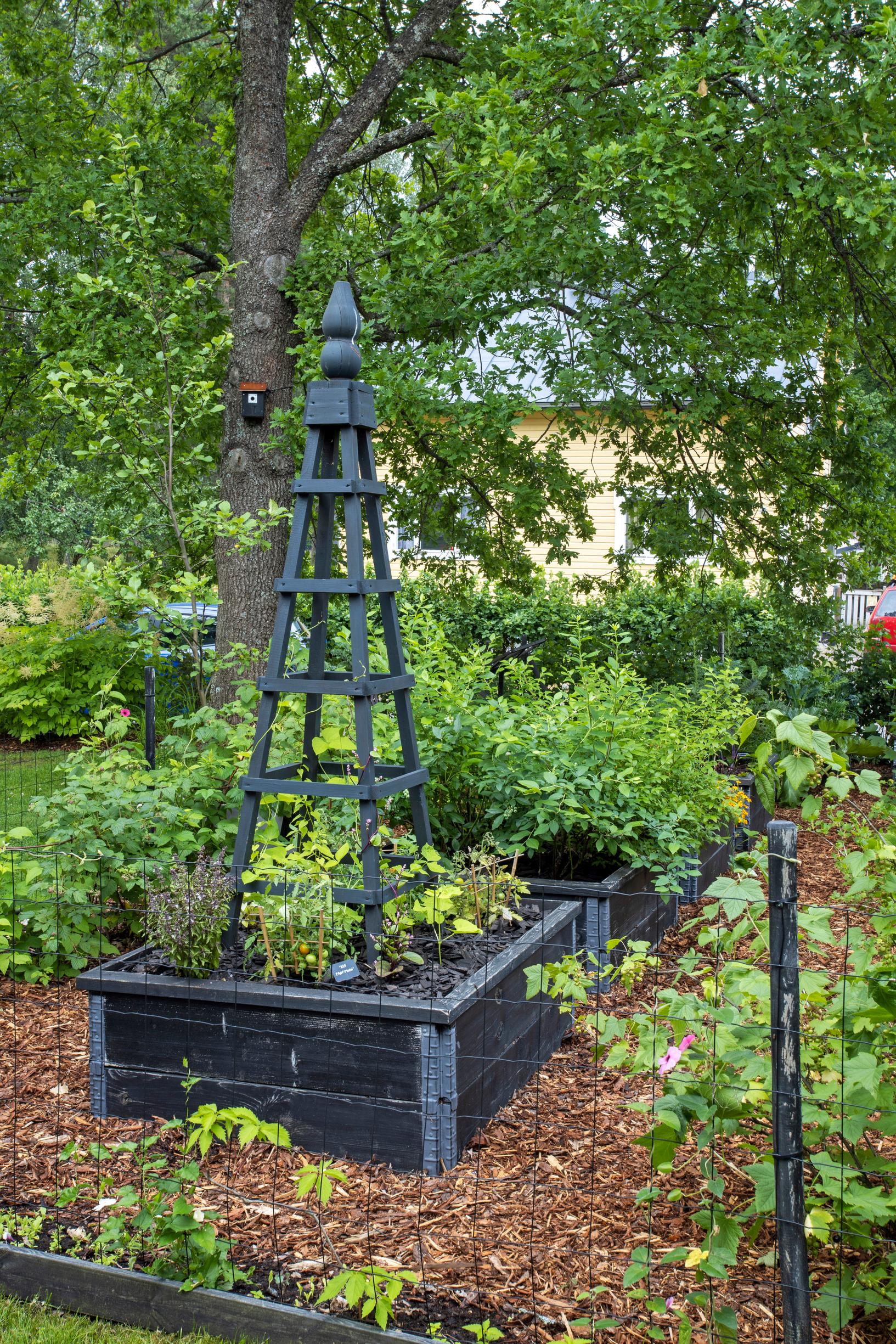 Mustaksi maalattuja kasvilavoja lavatarhassa