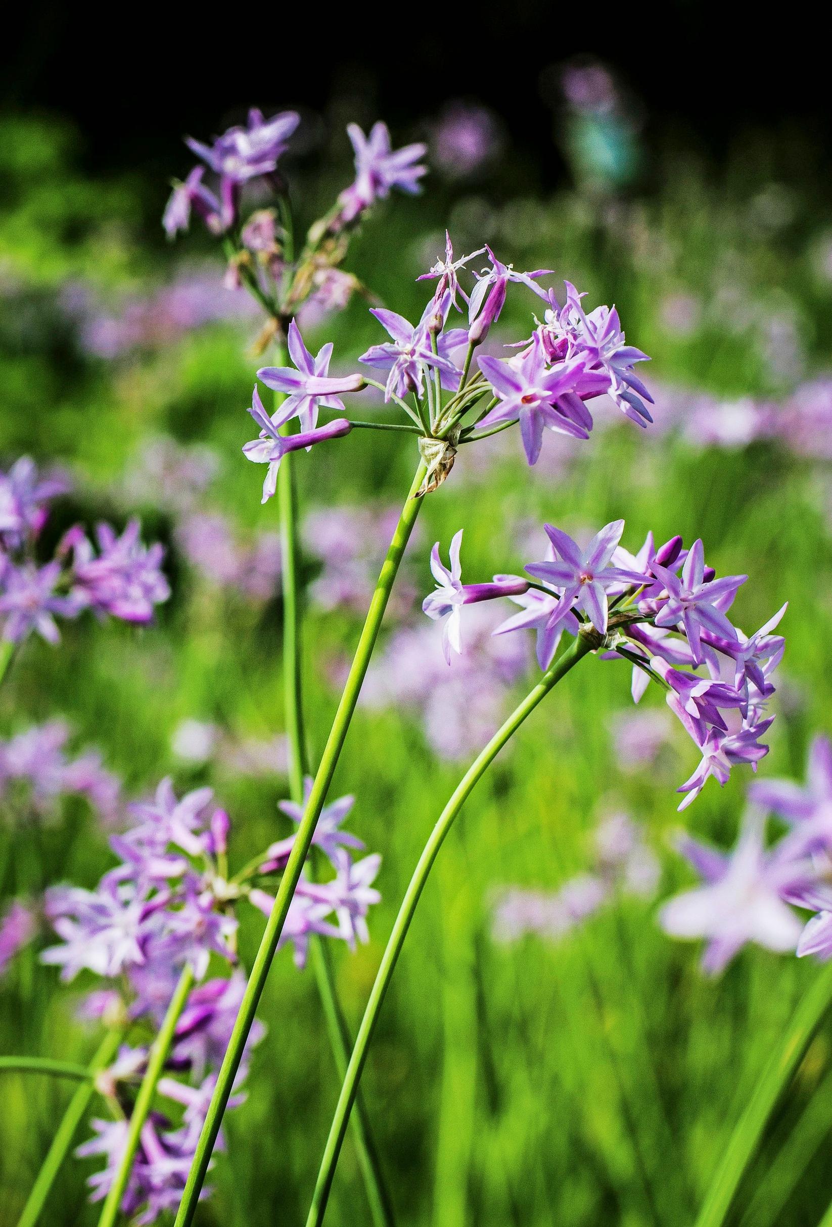 Kuvernöörinkukka eli valkosipuliyrtti