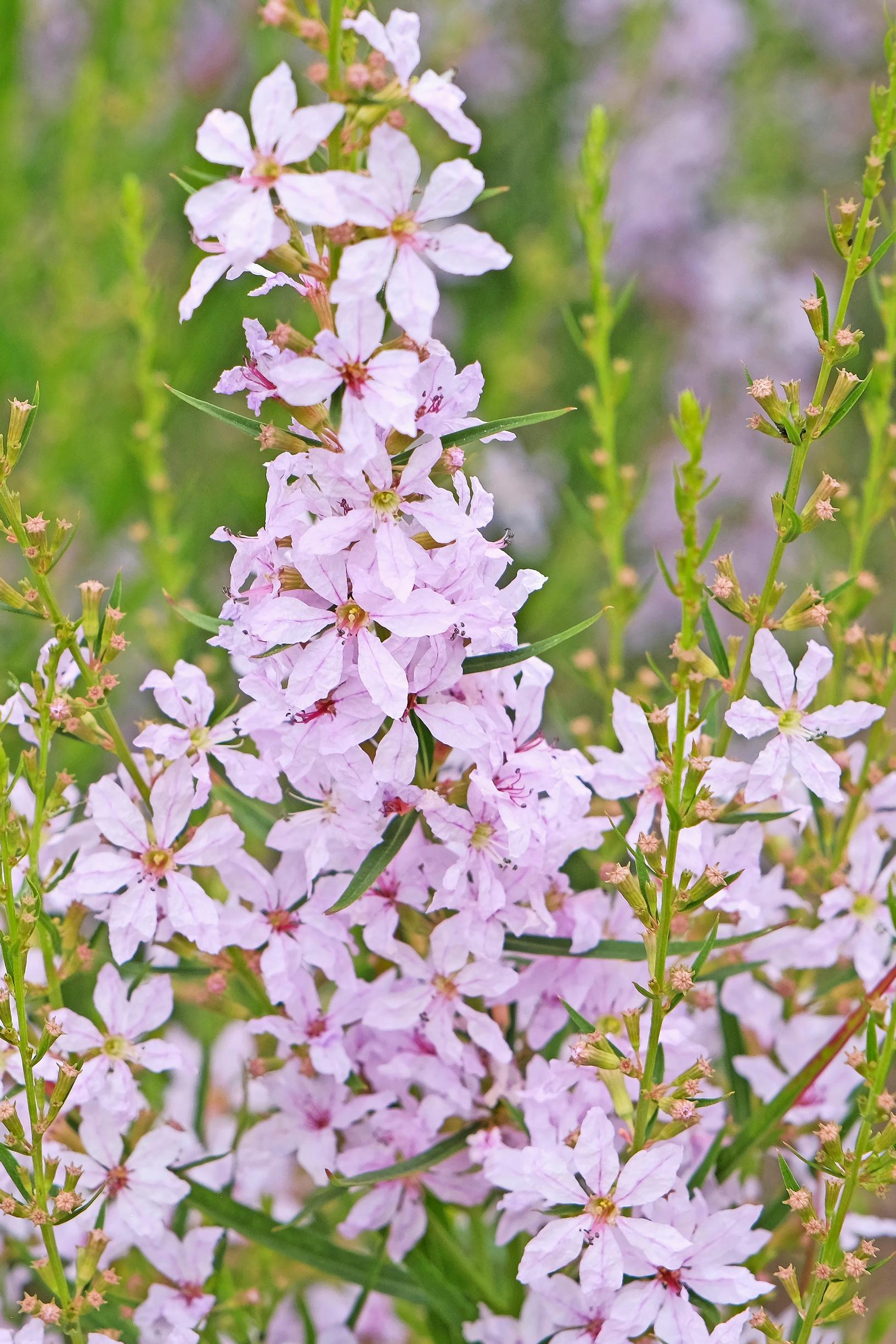 Etelänrantakukka 'Joy'